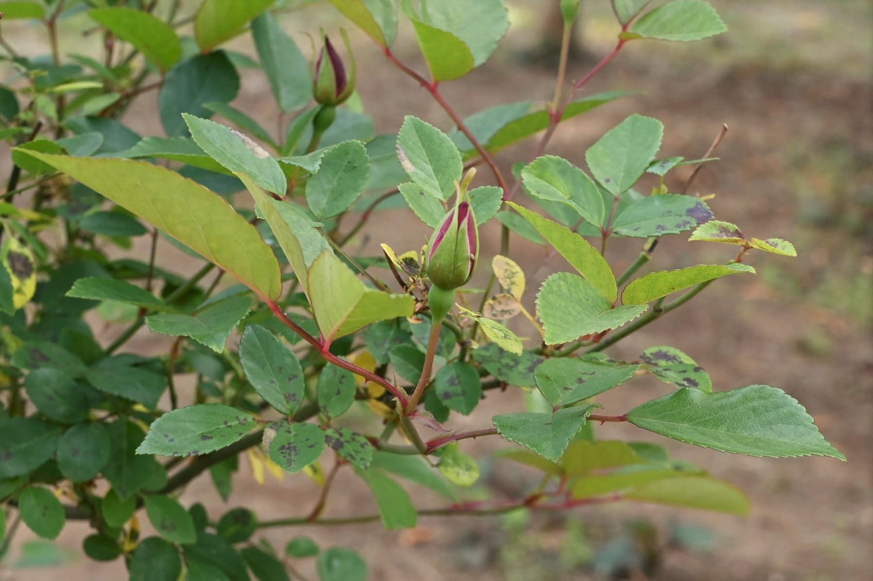 コウシンバラ こうしんばら 庚申薔薇 庭木図鑑 植木ペディア