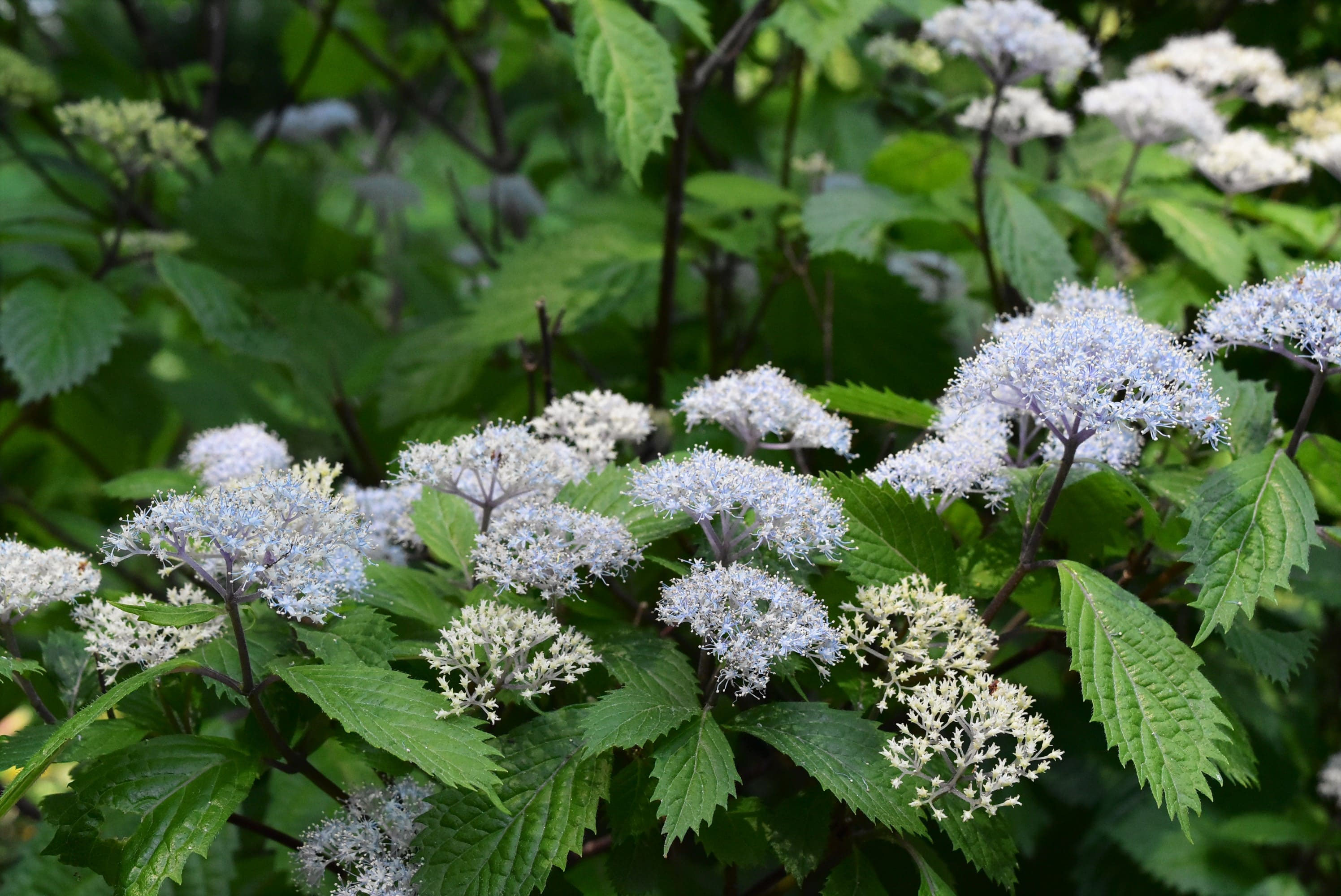 コアジサイ　×3 コアジサイ（小紫陽花） - 庭木図鑑 植木ペディア