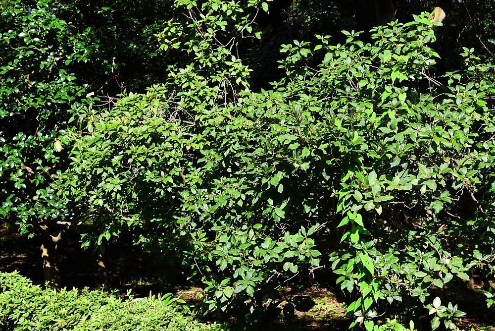 ゲンカイツツジ(玄海躑躅) - 庭木図鑑 植木ペディア ゲンカイツツジ(玄海躑躅) - 庭木図鑑 植木ペディア