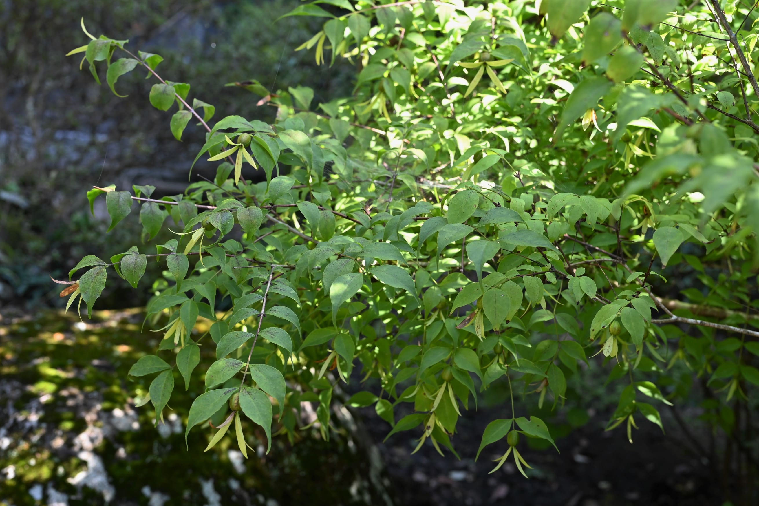 ツクバネ／つくばね／衝羽根 - 庭木図鑑 植木ペディア