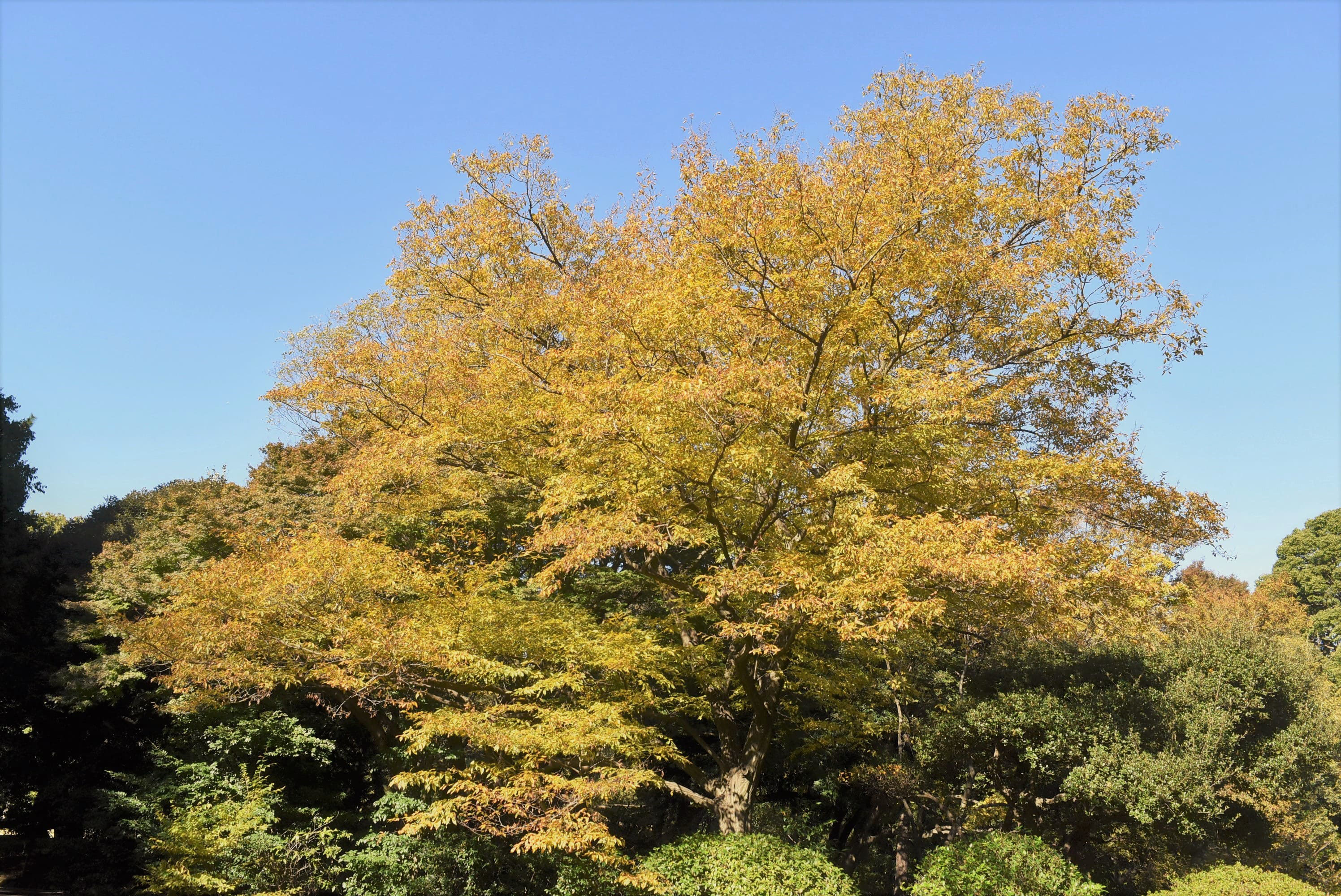 イヌシデ 庭木図鑑 植木ペディア イヌシデ 庭木図鑑 植木ペディア