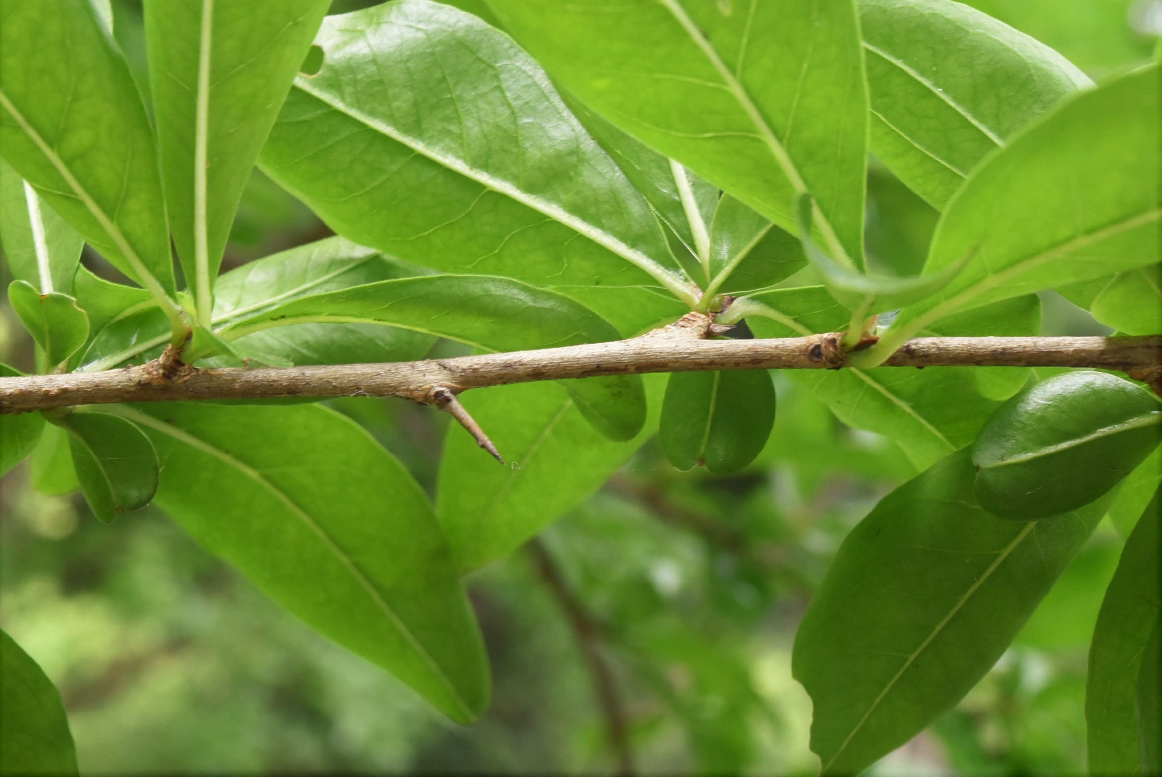 ザクロ（柘榴） - 庭木図鑑 植木ペディア