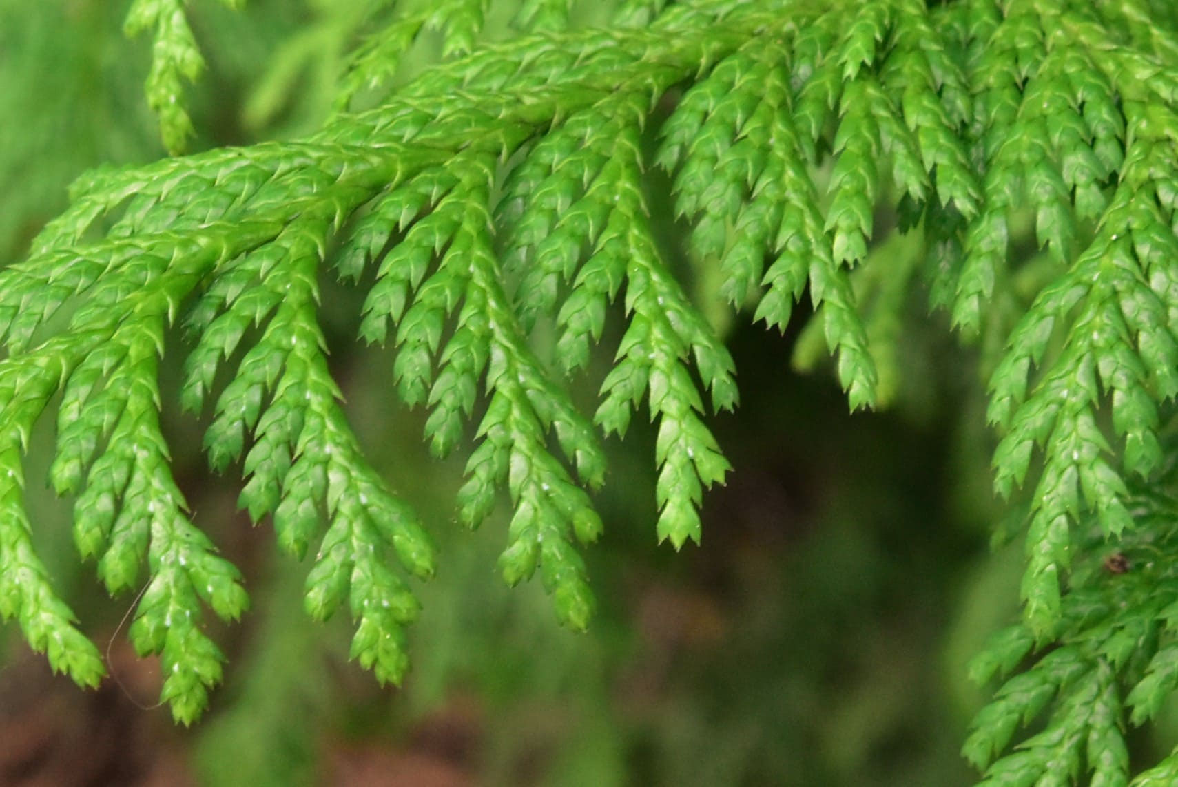 サワラ 花柏 庭木図鑑 植木ペディア