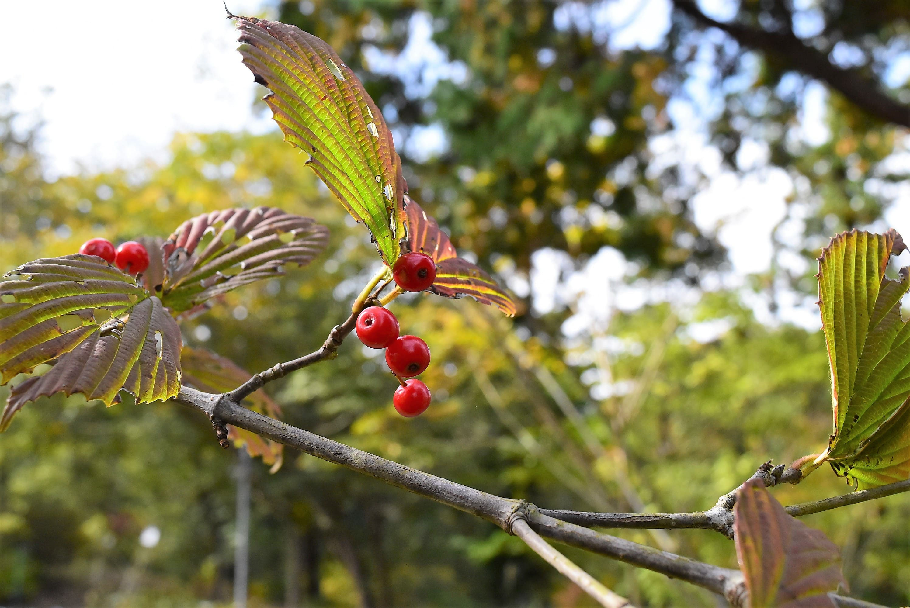 山採り ミヤマガマズミ [山採り自然樹形] ガマズミ ミヤマガマズミ