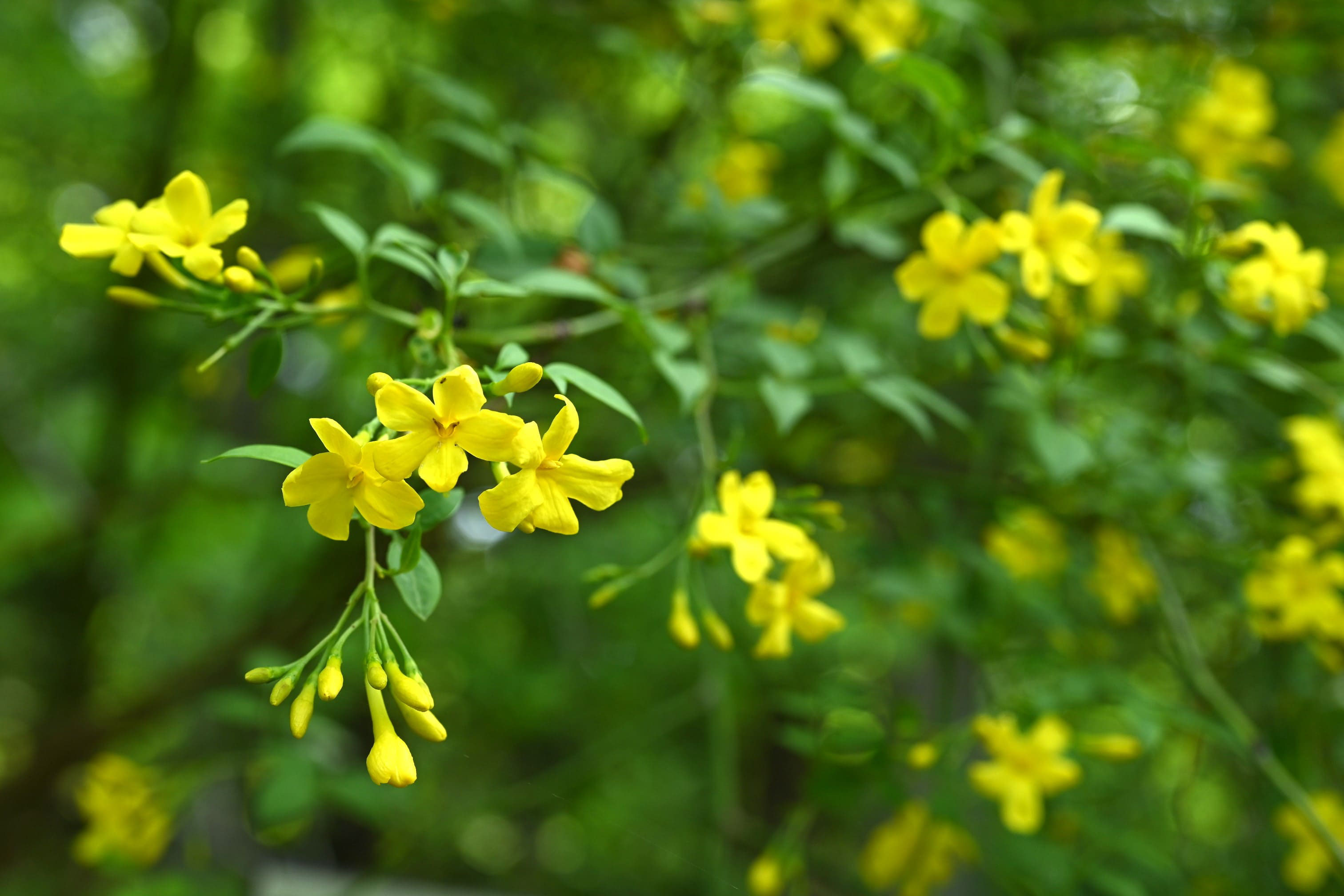 キソケイ 庭木図鑑 植木ペディア
