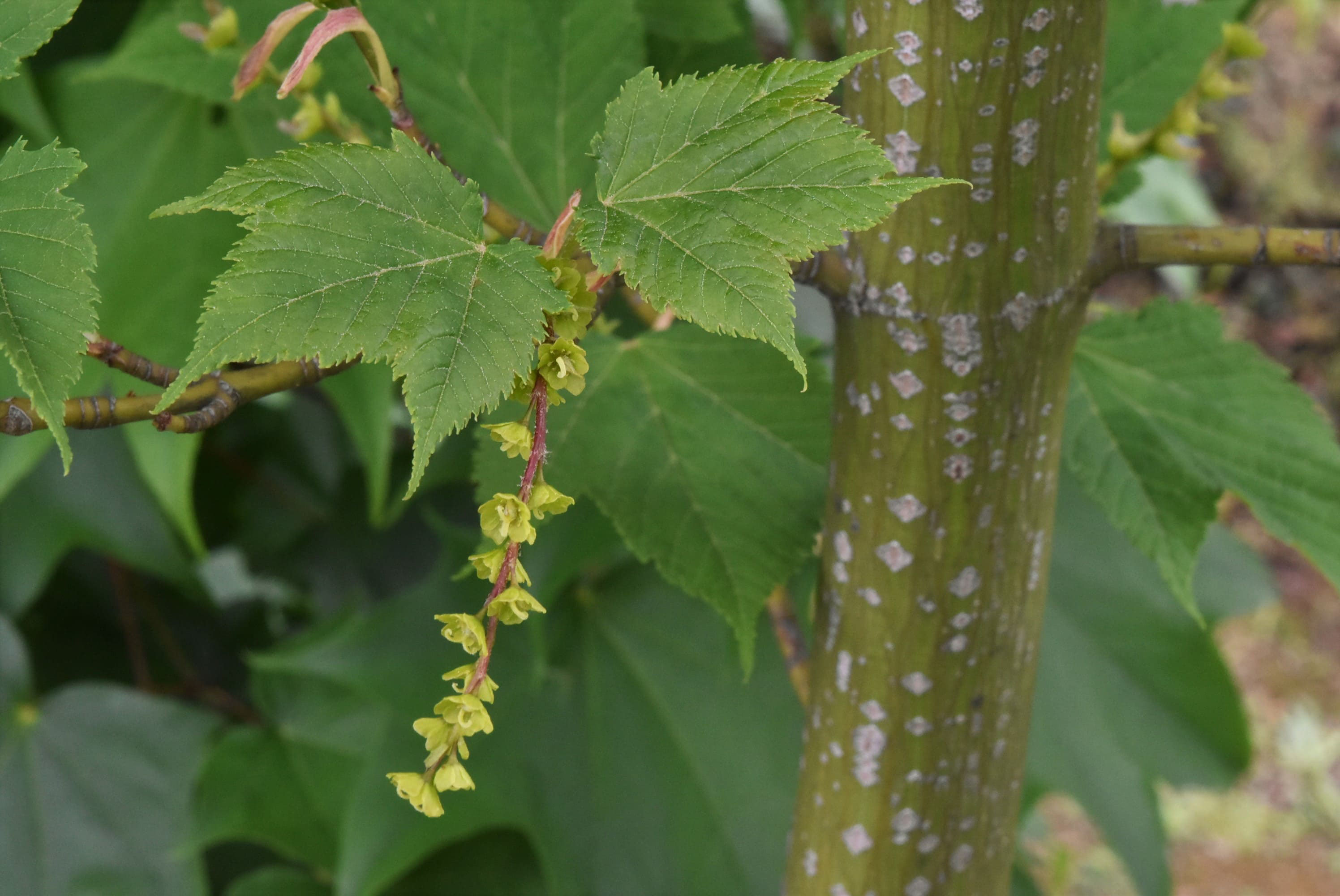 ウリハダカエデ 庭木図鑑 植木ペディア ウリハダカエデ 庭木図鑑 植木ペディア