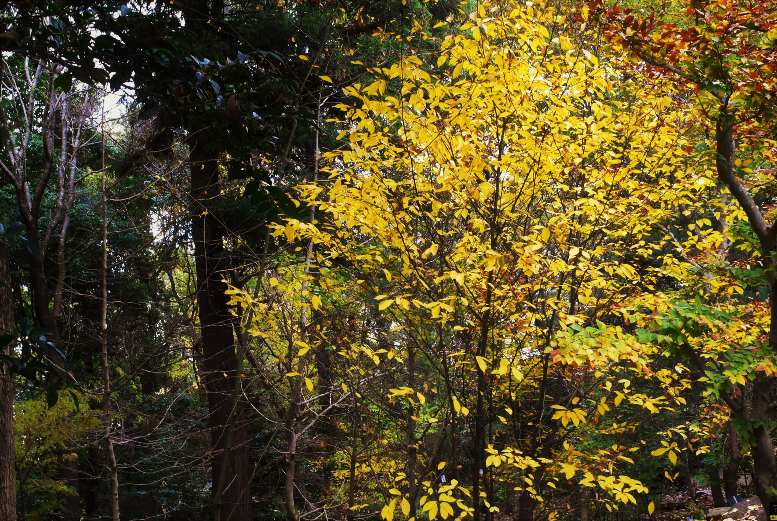 クロモジの木約3m50cm クロモジ（黒文字） - 庭木図鑑 植木ペディア
