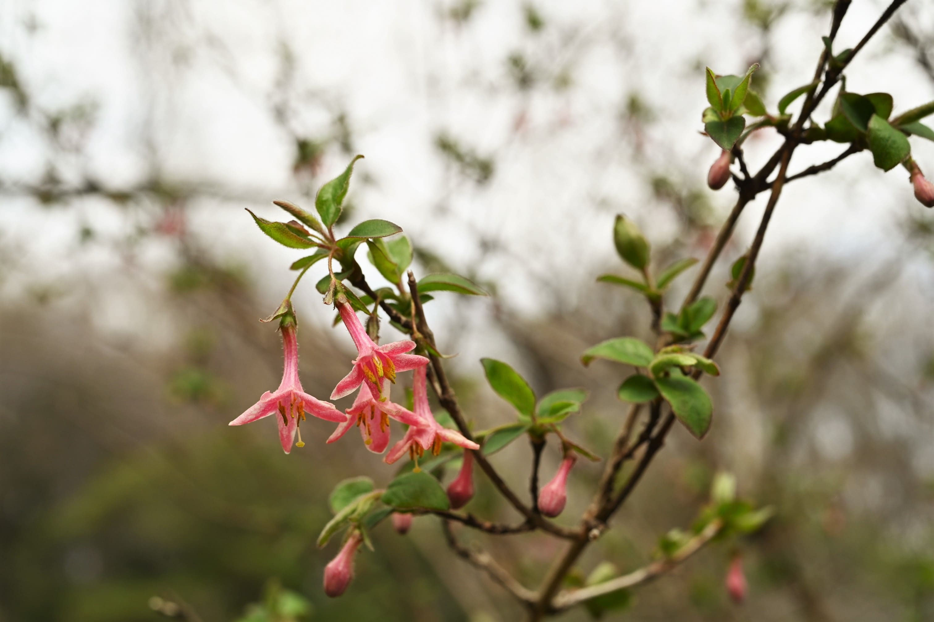 ミヤマウグイスカグラ（深山鶯神楽） - 庭木図鑑 植木ペディア