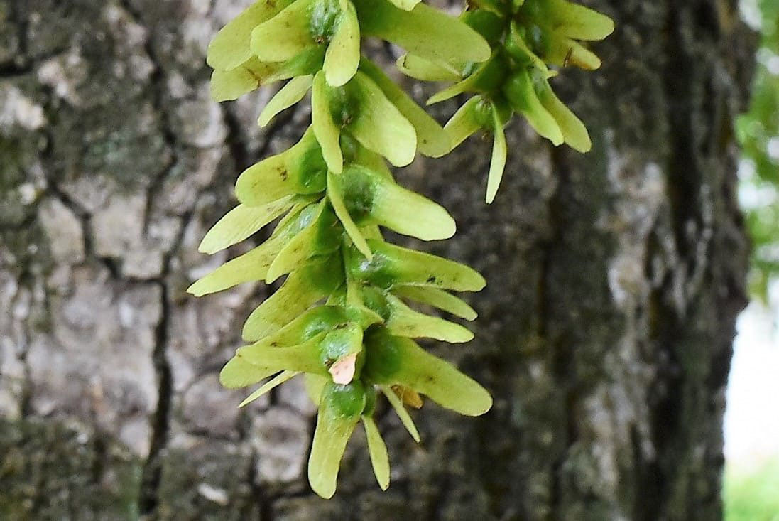 サワグルミ 沢胡桃 庭木図鑑 植木ペディア