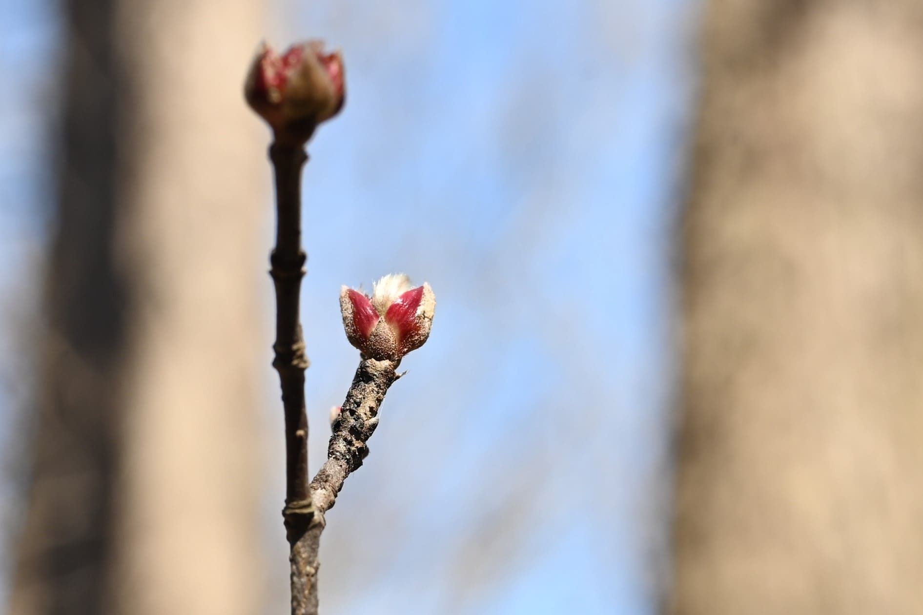gosh山採り　アオダモ　ミヤマガマズミ　混合株 楽天市場】山採り アオダモの通販
