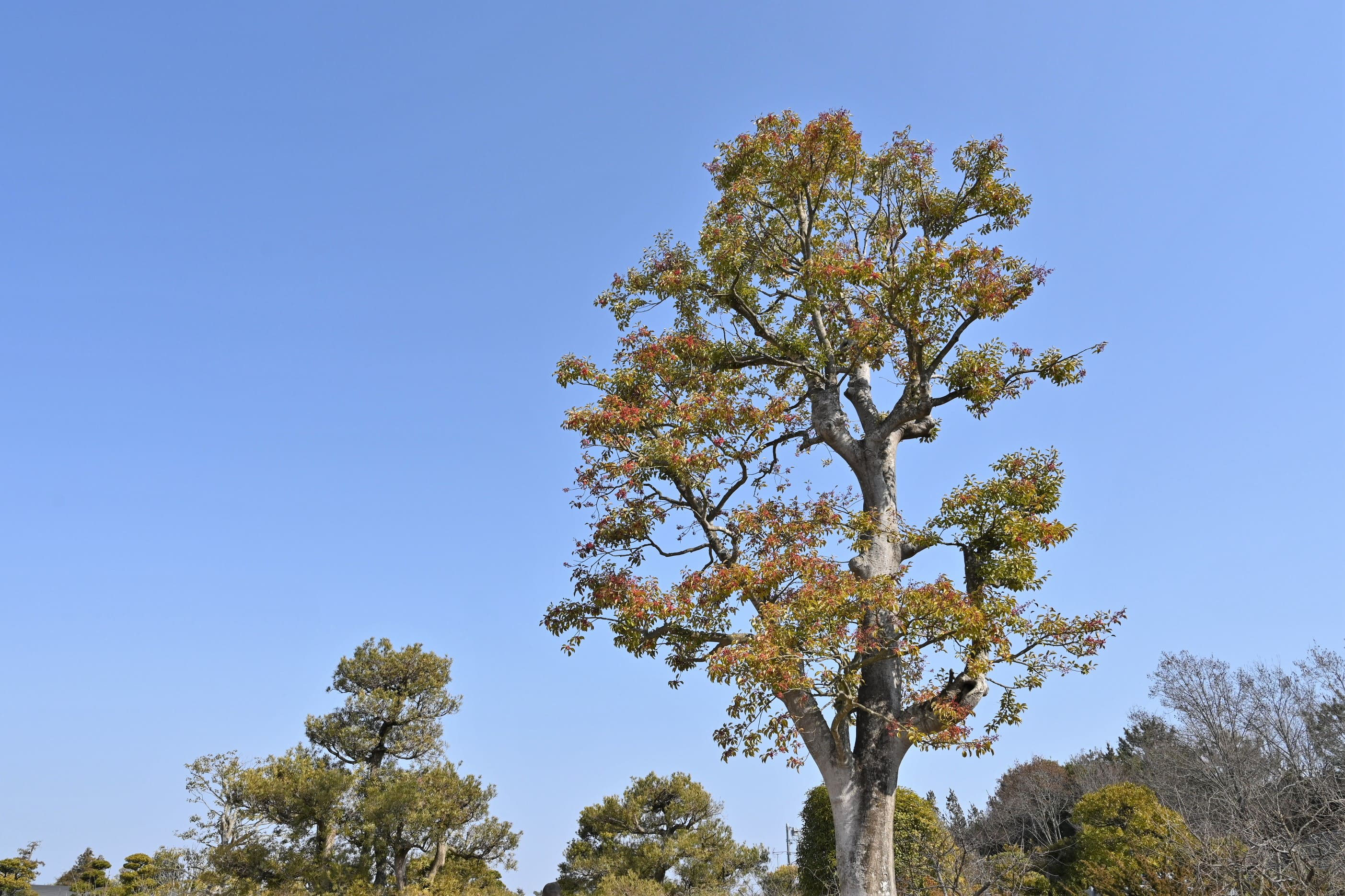 クロガネモチ 庭木図鑑 植木ペディア