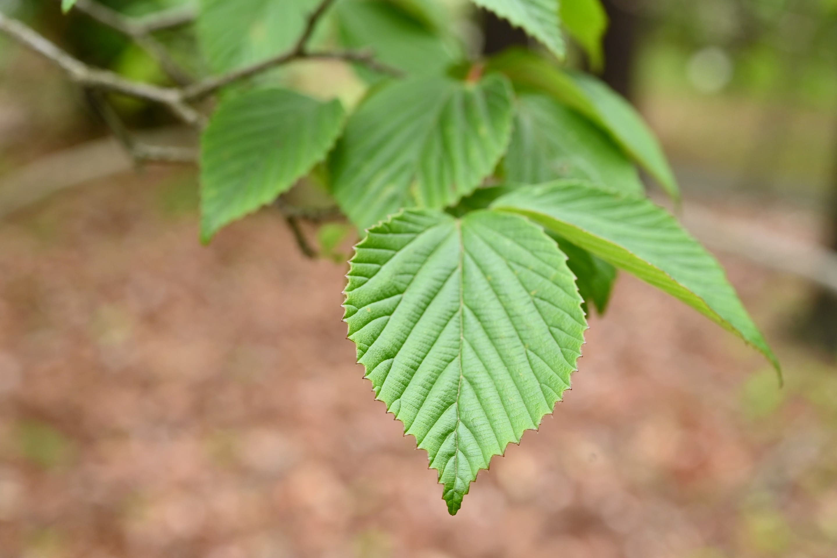 gosh山採り　アオダモ　ミヤマガマズミ　混合株 gosh山採り アオダモ ミヤマガマズミ 混合株 ガマズミとミヤマガマズミ-