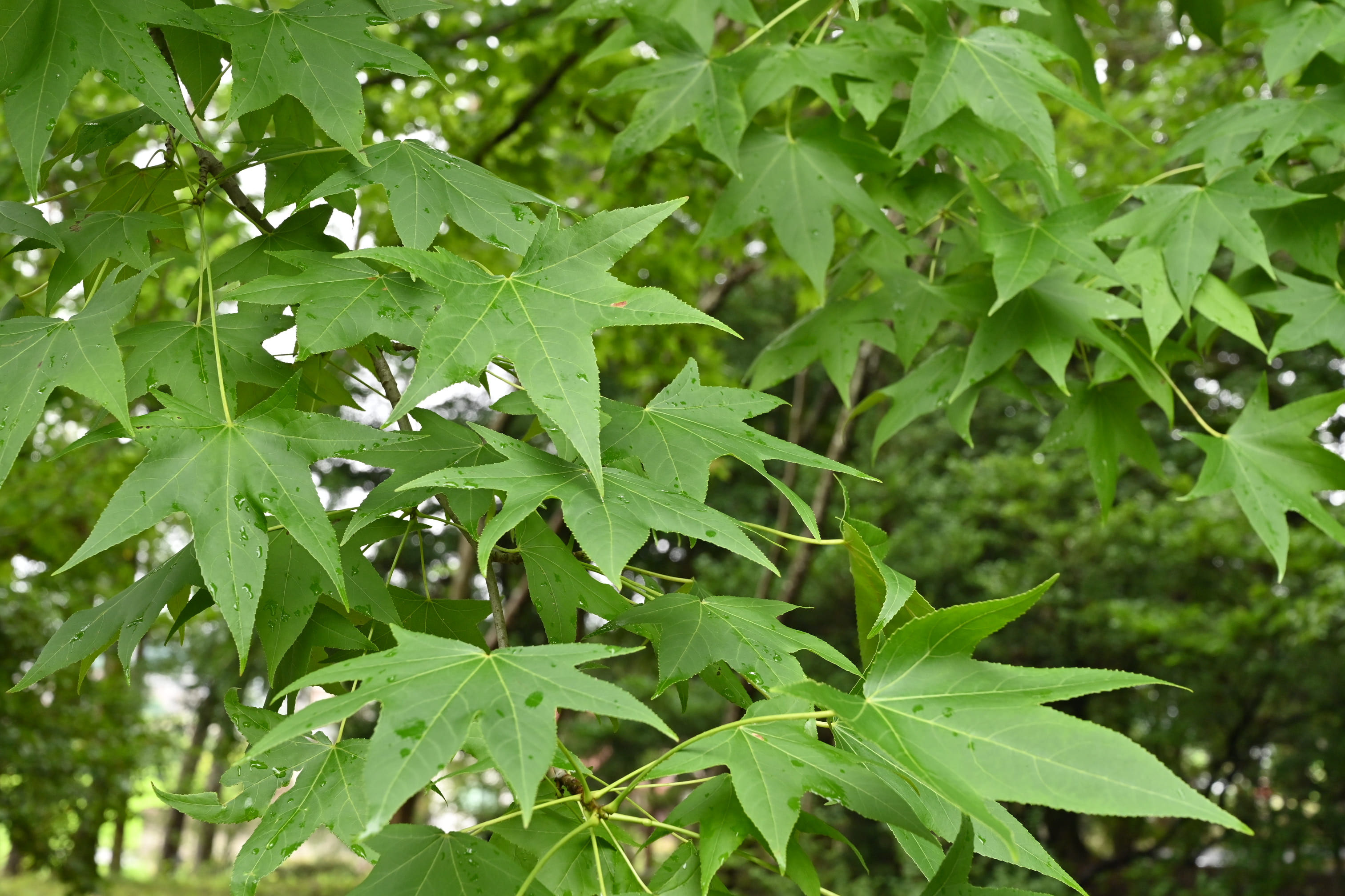 モミジバフウ　アメリカフウ　8株まとめ モミジバフウ アメリカフウ 8株まとめ