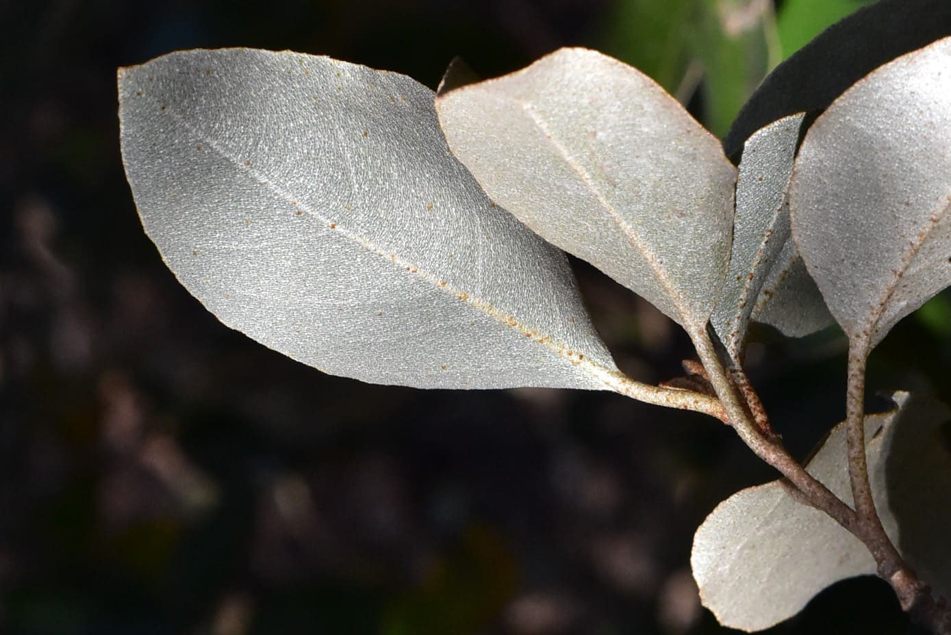 マルバグミ まるばぐみ 丸葉茱萸 庭木図鑑 植木ペディア