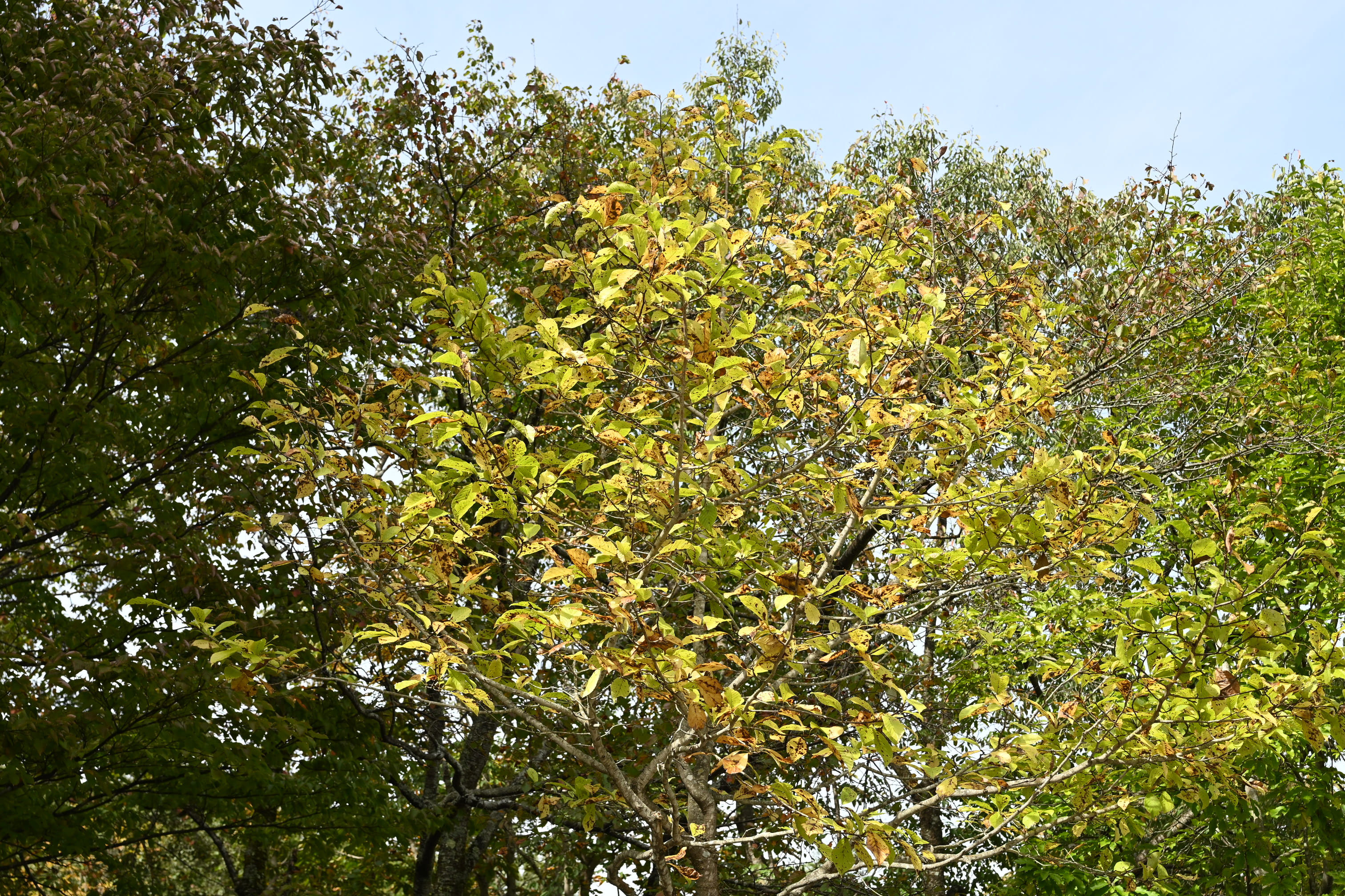 コブシ 辛夷 庭木図鑑 植木ペディア