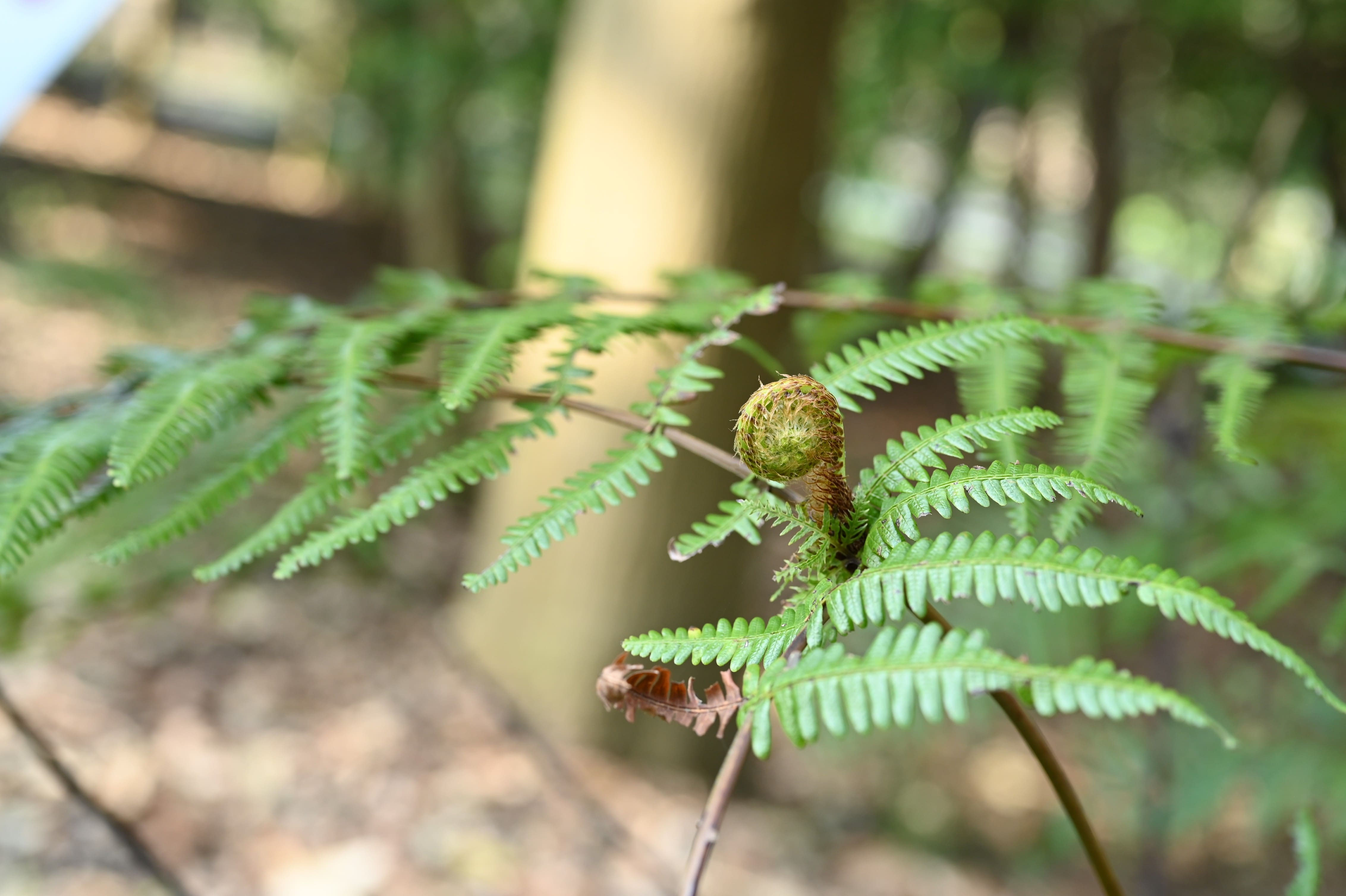 ウラジロ／うらじろ／裏白 - 庭木図鑑 植木ペディア