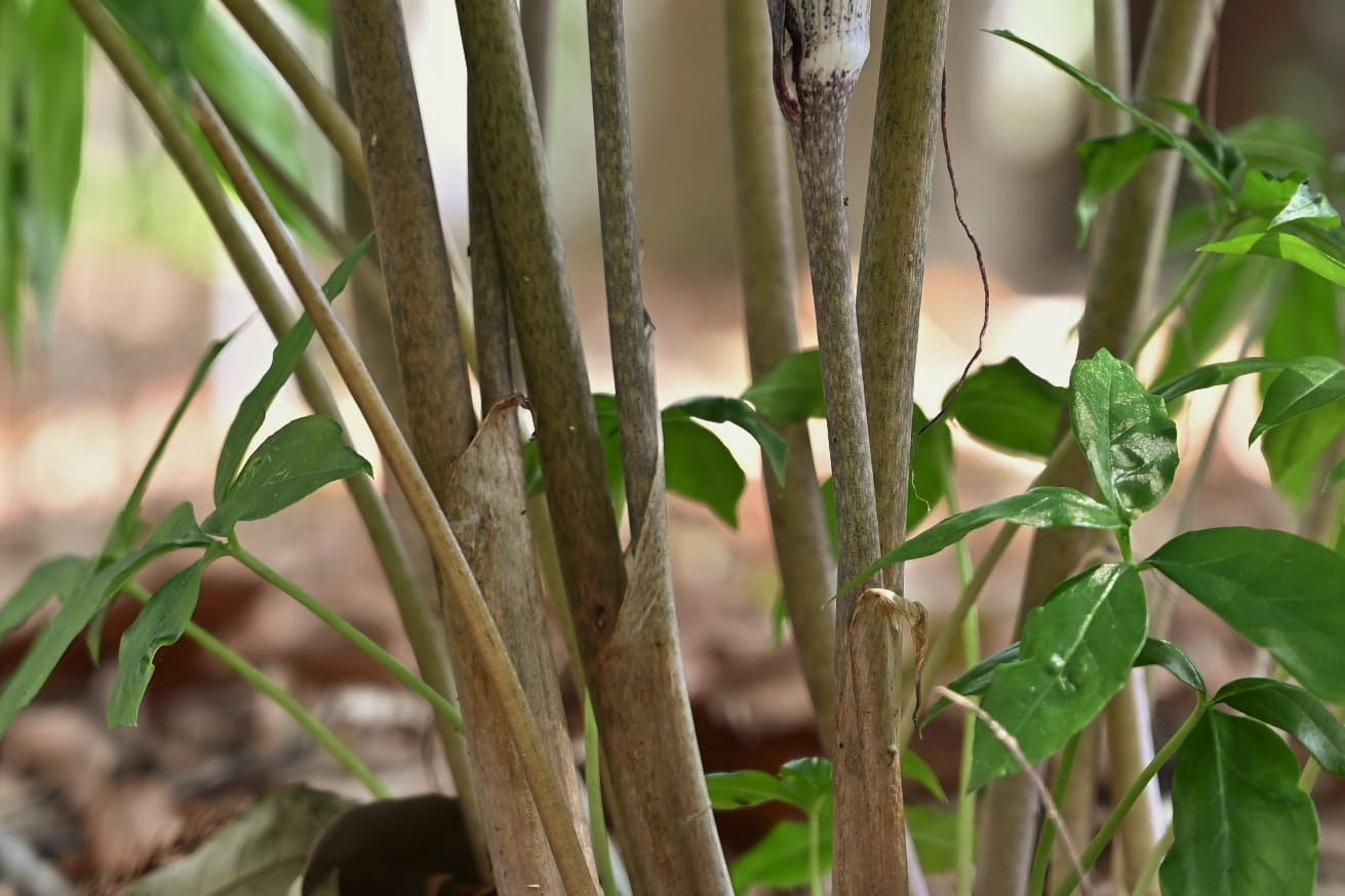庭木図鑑 植木ペディア