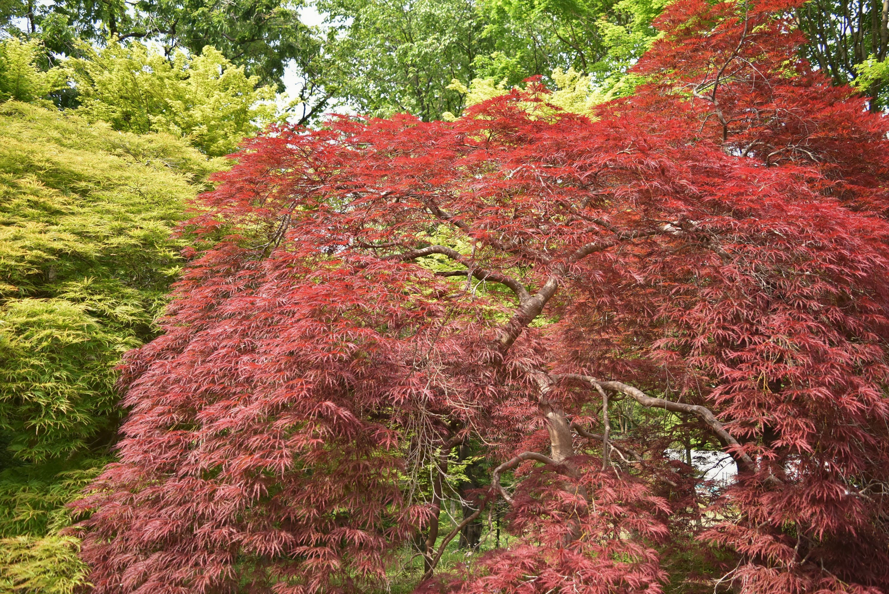 現品発送 ベニシダレモミジ (紅枝垂れ紅葉) 樹高1.6-1.8m(鉢底