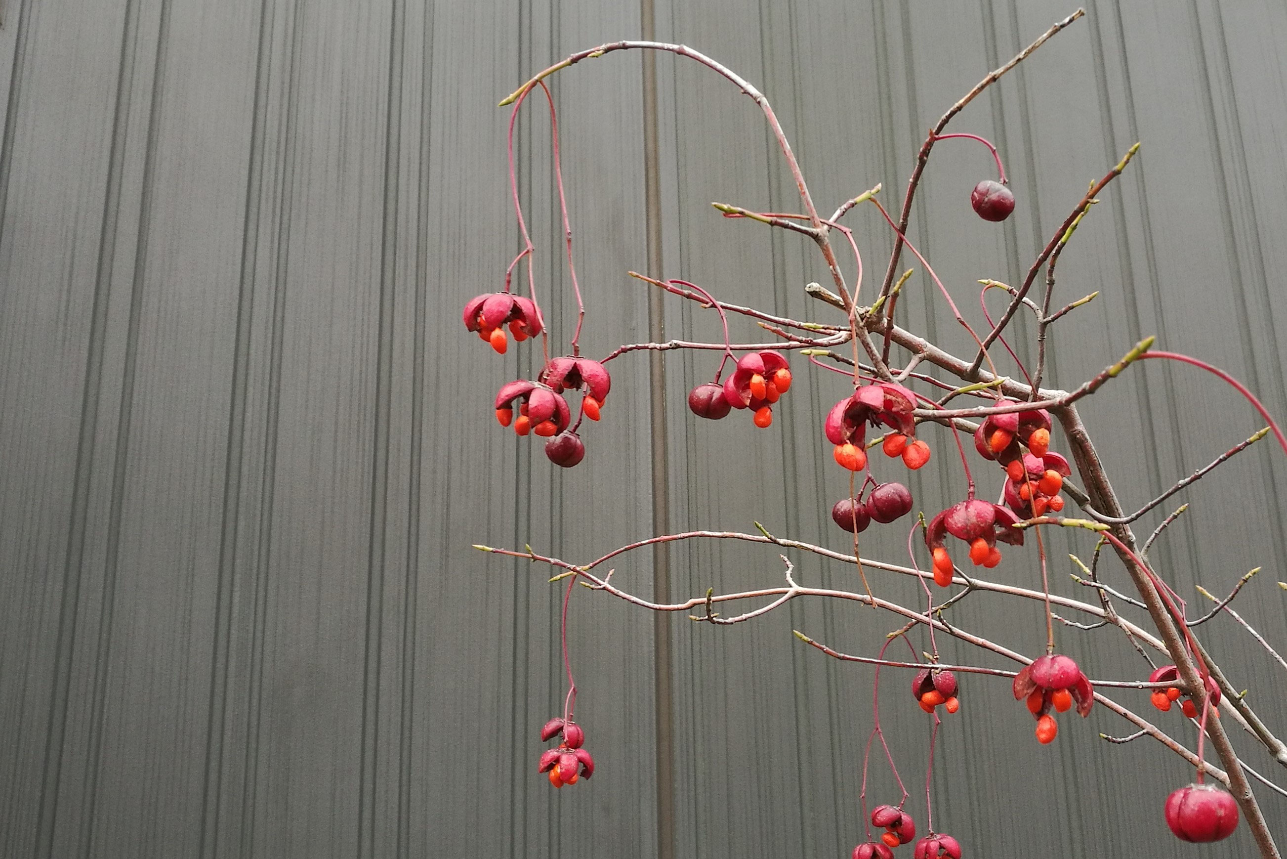 ツリバナ（吊り花） - 庭木図鑑 植木ペディア