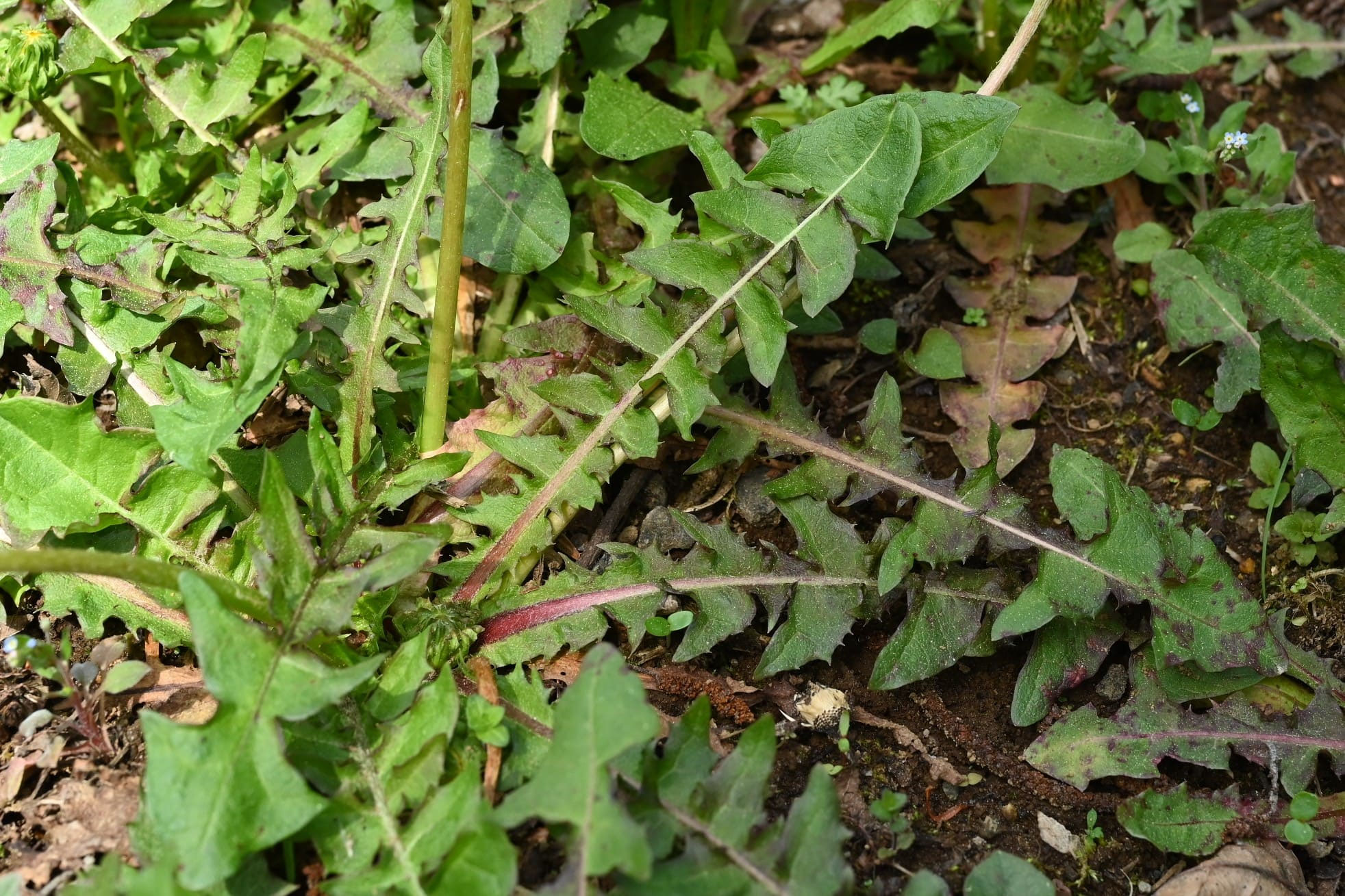 たんぽぽ様の専用ページ たんぽぽ（ひかげいろ）花柄- 布・生地の通販サイト：nunocoto