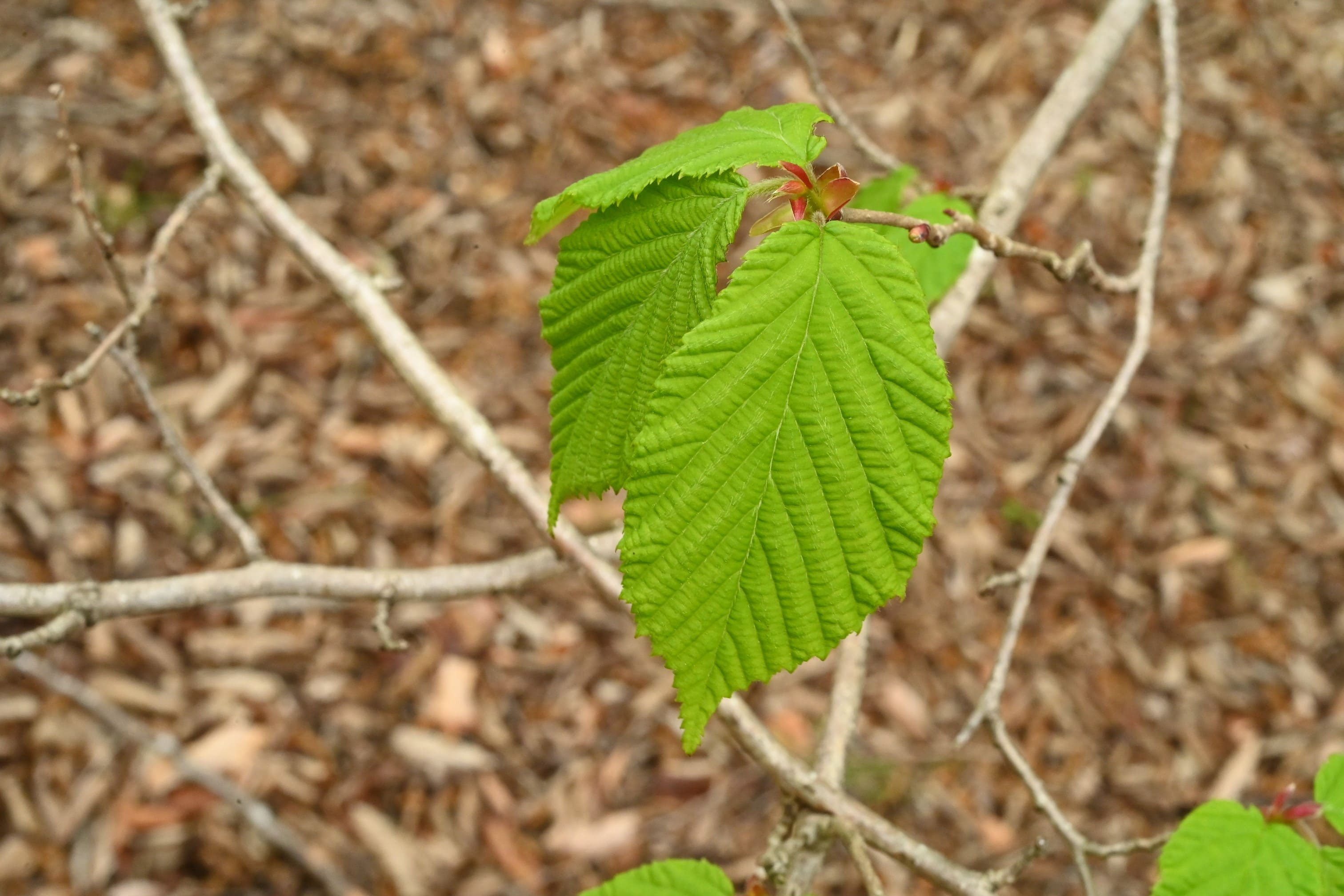 山採り ツノハシバミ 5 山採り ツノハシバミ 5 山採り ツノハシバミ