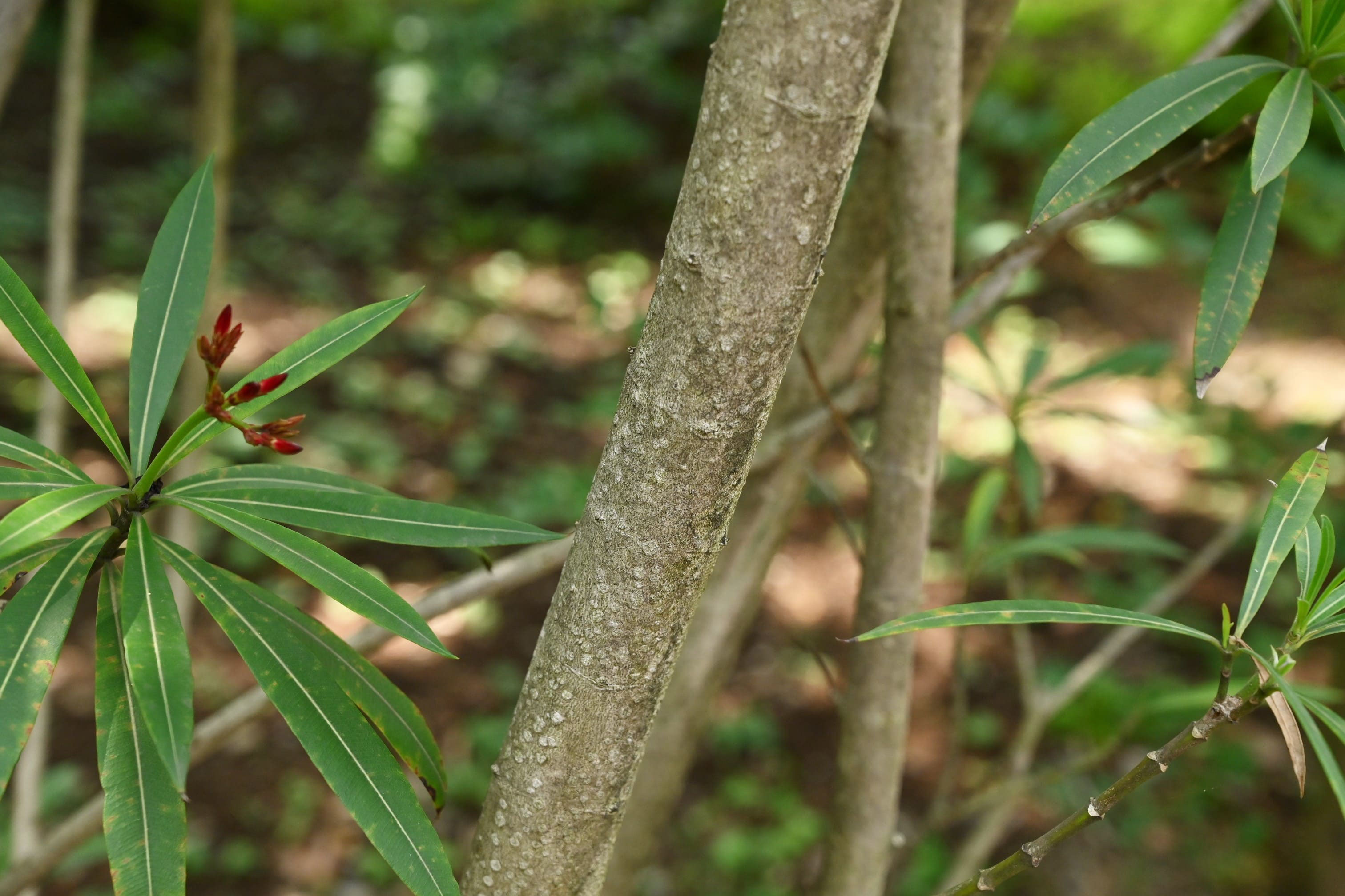 キョウチクトウ 夾竹桃 庭木図鑑 植木ペディア