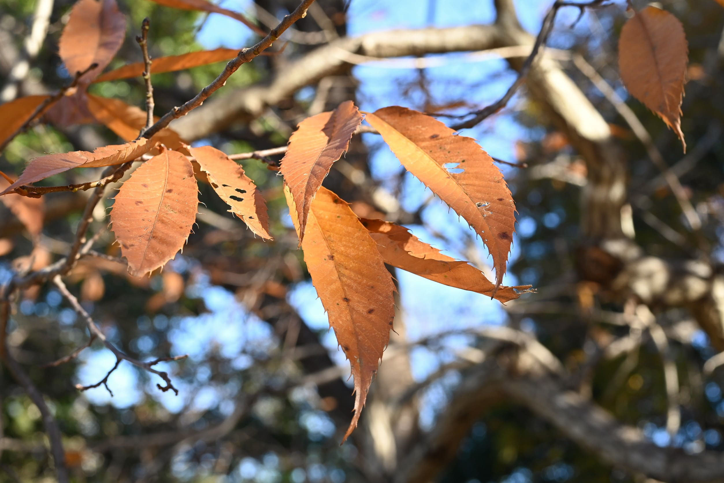 クリ 栗 庭木図鑑 植木ペディア