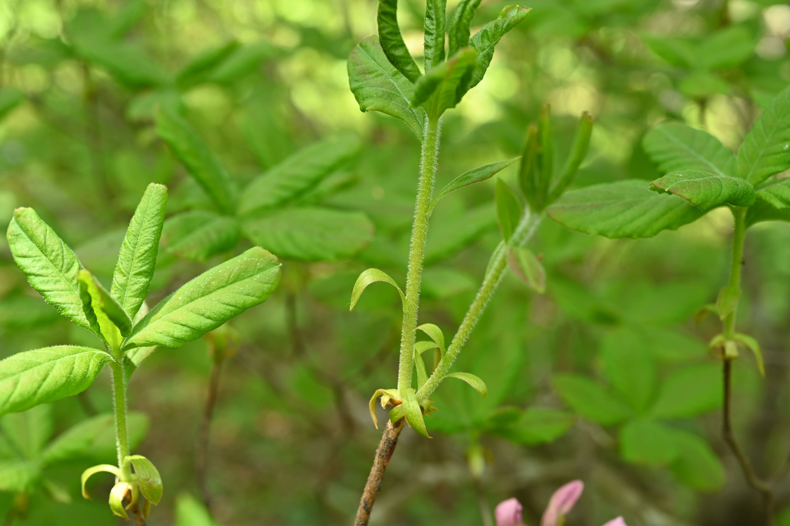 クロフネツツジ　【品番3435】 楽天市場】クロフネツツジの通販