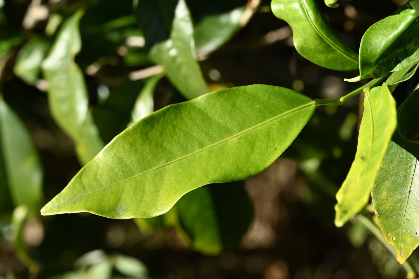 キンカン（金柑） - 庭木図鑑 植木ペディア