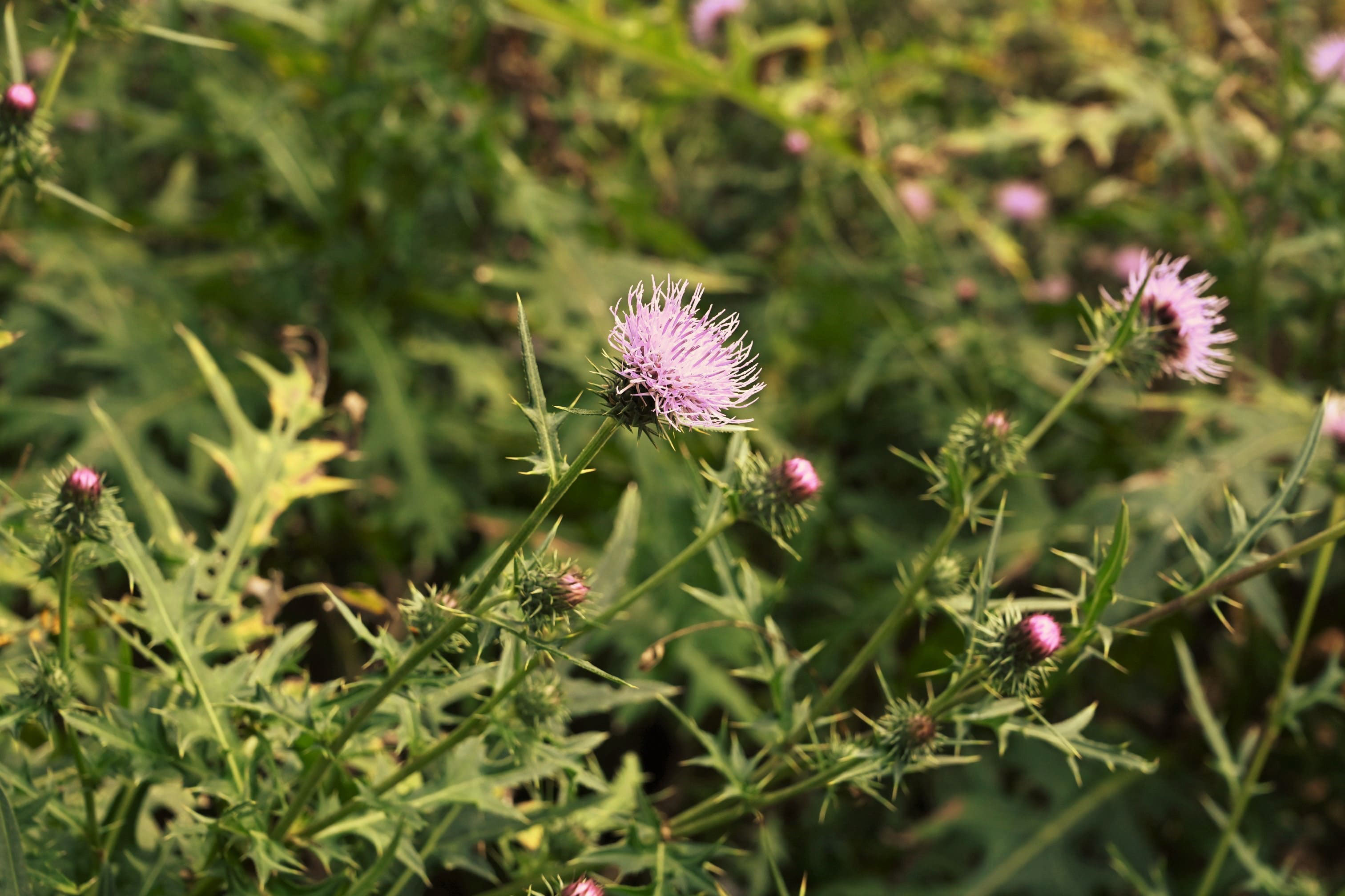 イガアザミ いがあざみ 毬薊 庭木図鑑 植木ペディア イガアザミ いがあざみ 毬薊 庭木図鑑 植木ペディア