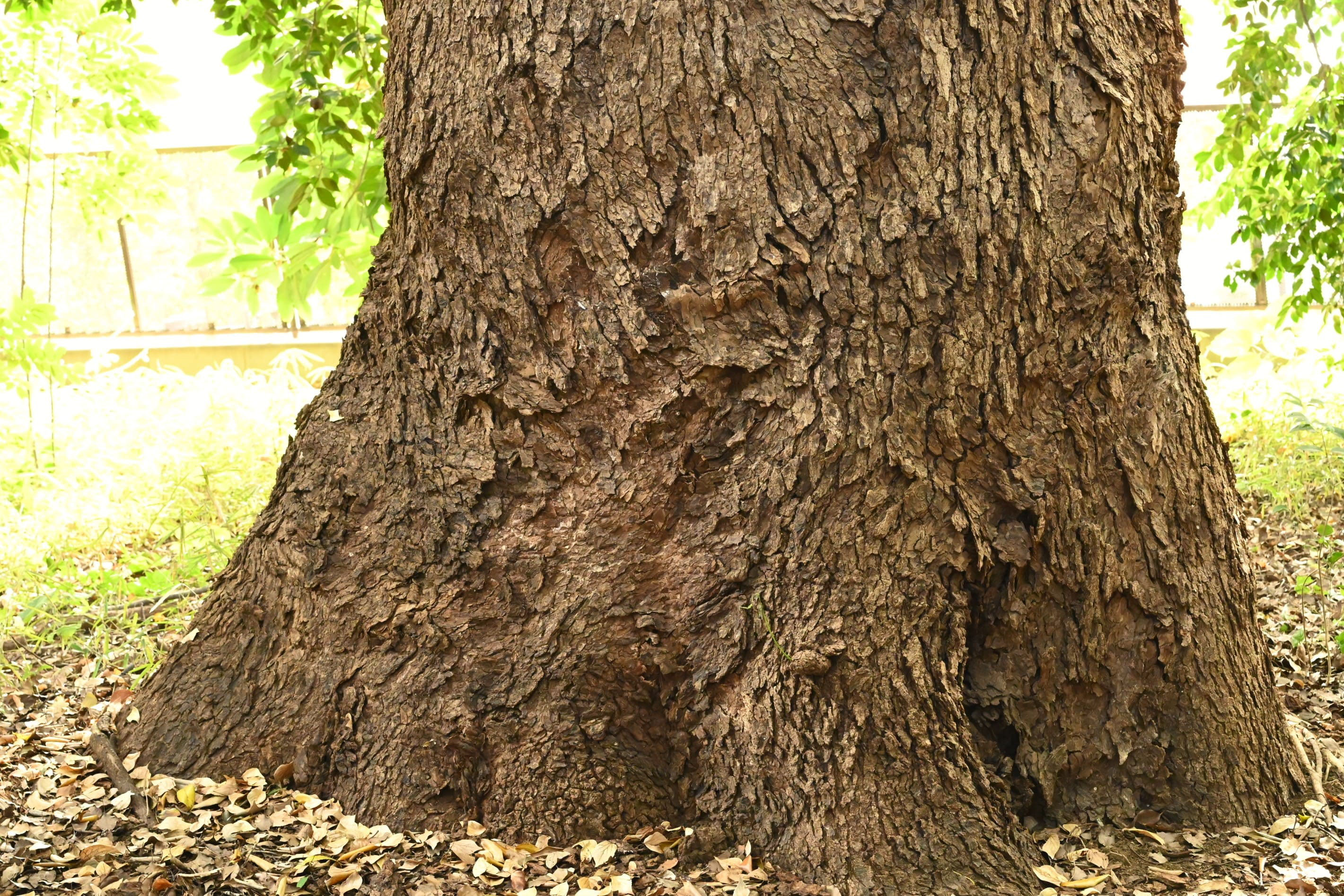 クスノキ 楠木 庭木図鑑 植木ペディア