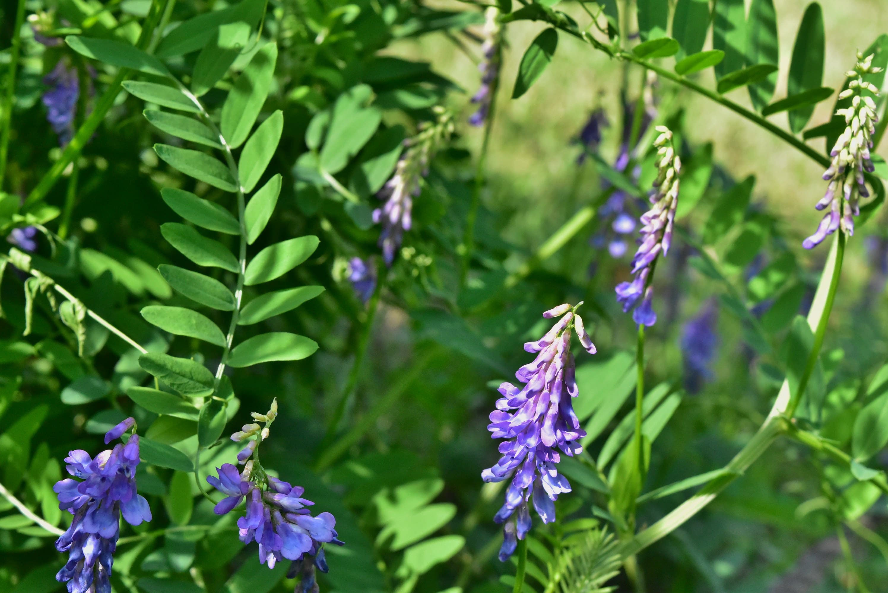 クサフジ くさふじ 草藤 庭木図鑑 植木ペディア クサフジ くさふじ 草藤 庭木図鑑 植木ペディア
