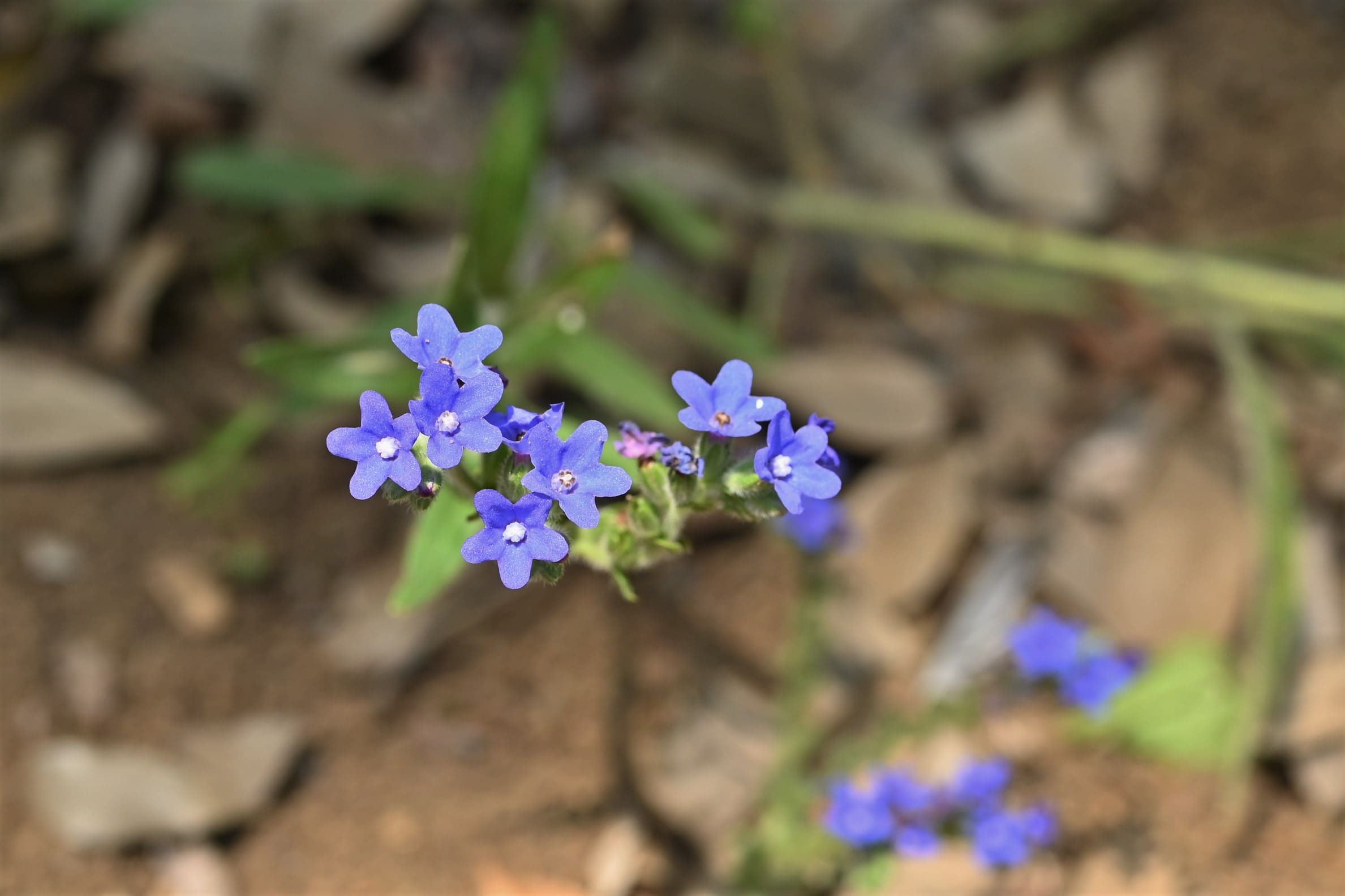 ムラサキ／むらさき／紫 - 庭木図鑑 植木ペディア