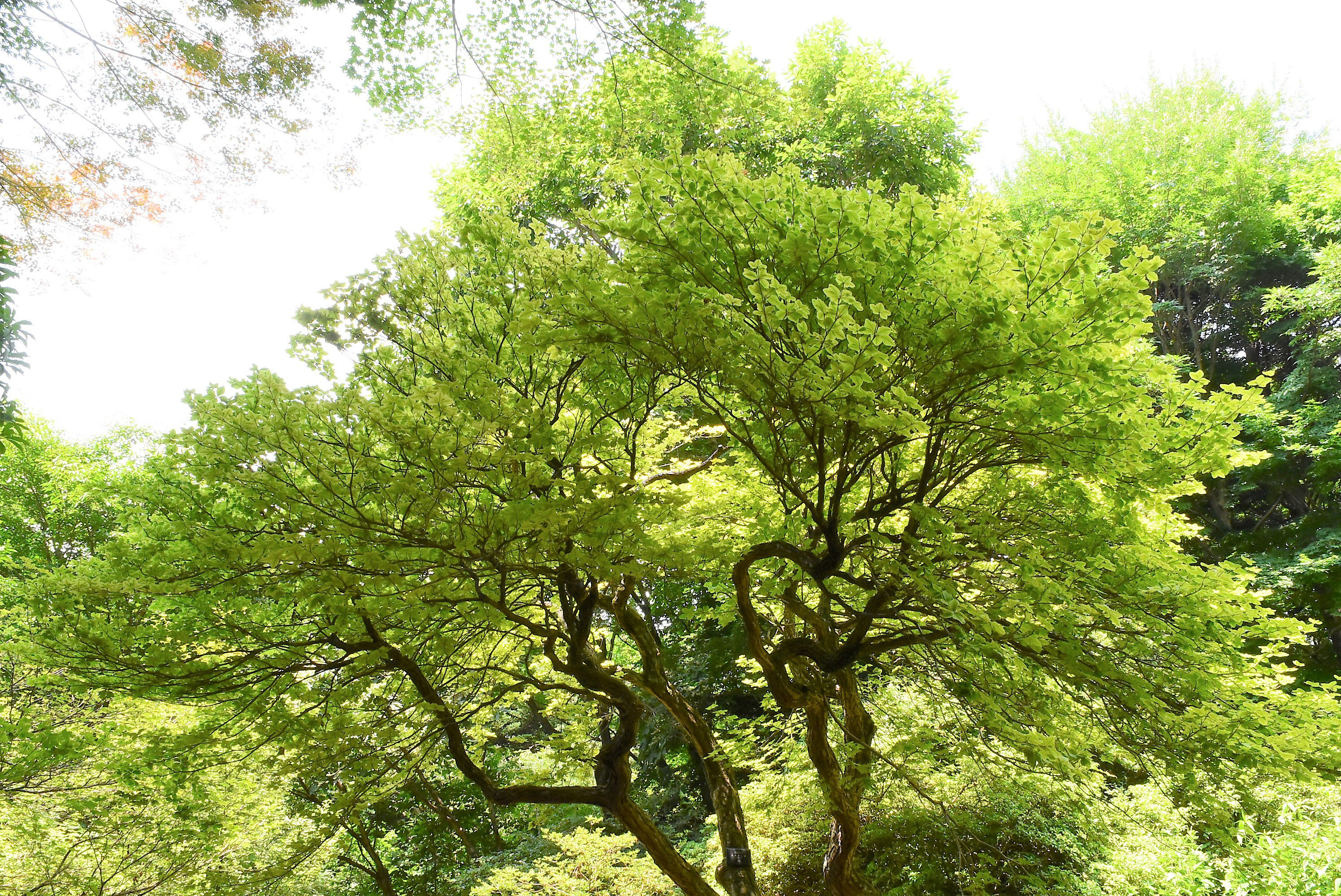 シロヤシオ 白八汐 庭木図鑑 植木ペディア