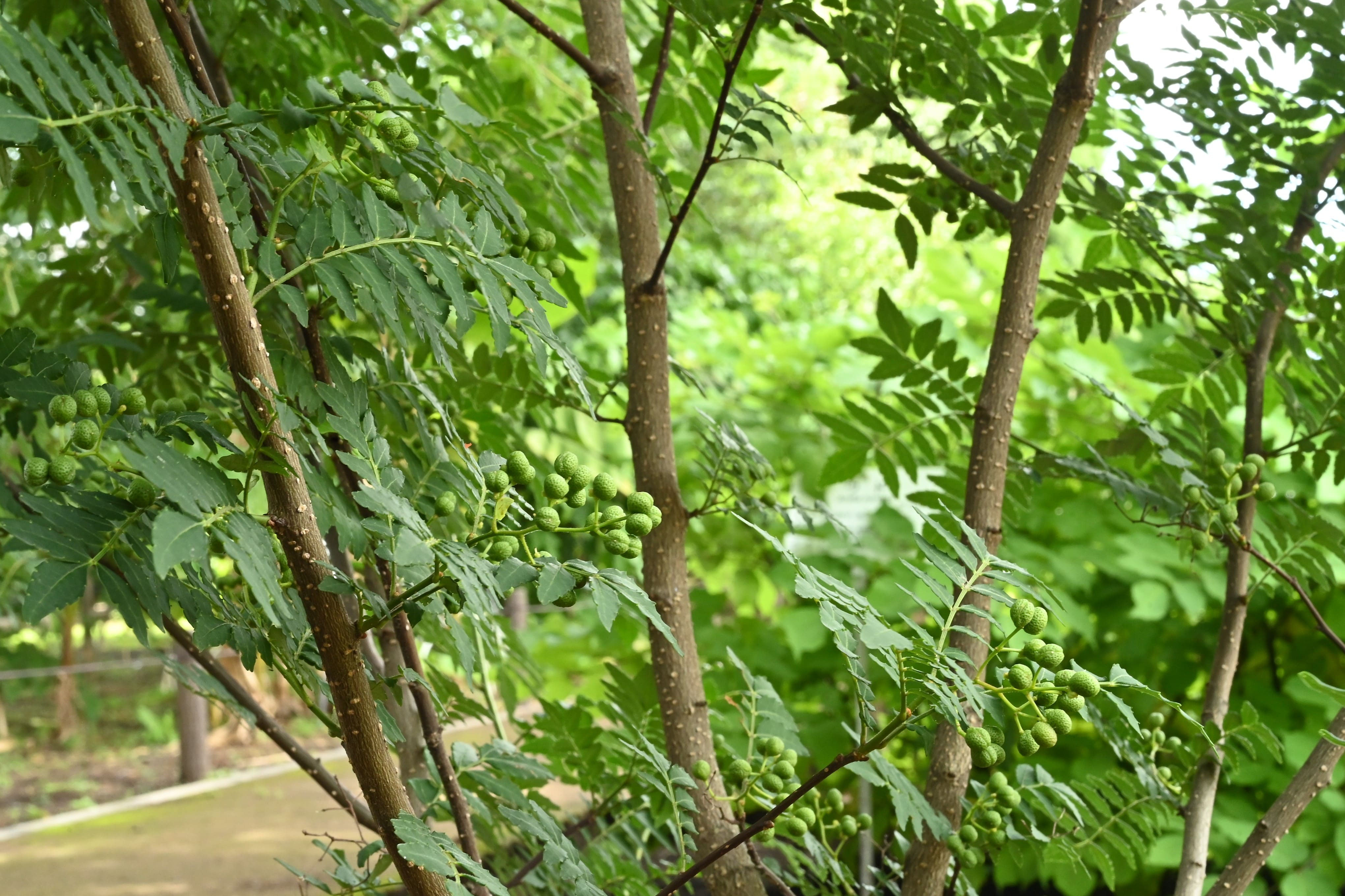 サンショウ（山椒） - 庭木図鑑 植木ペディア