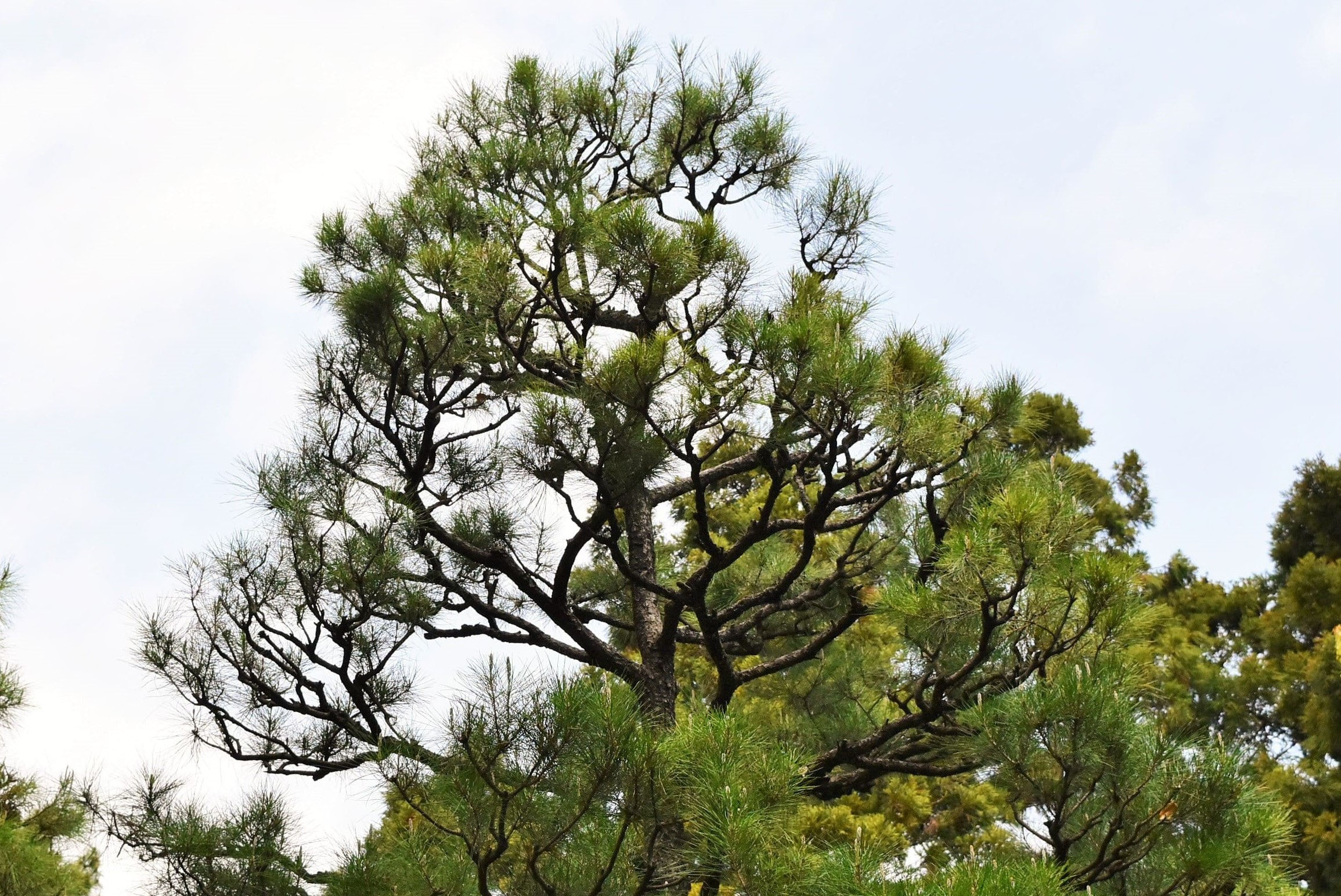 リュウキュウマツ／琉球松 - 庭木図鑑 植木ペディア