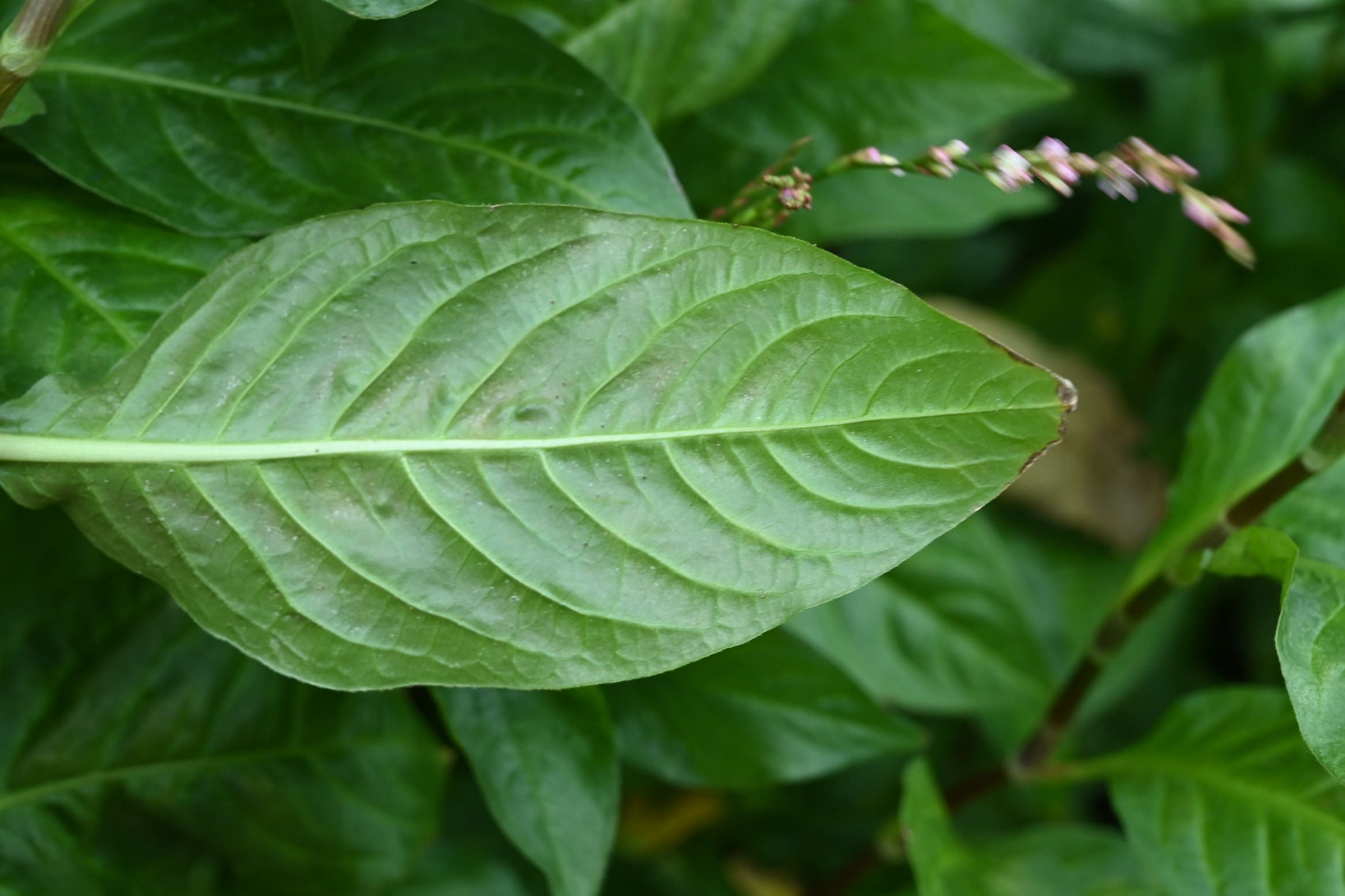 アイ あい 藍 庭木図鑑 植木ペディア