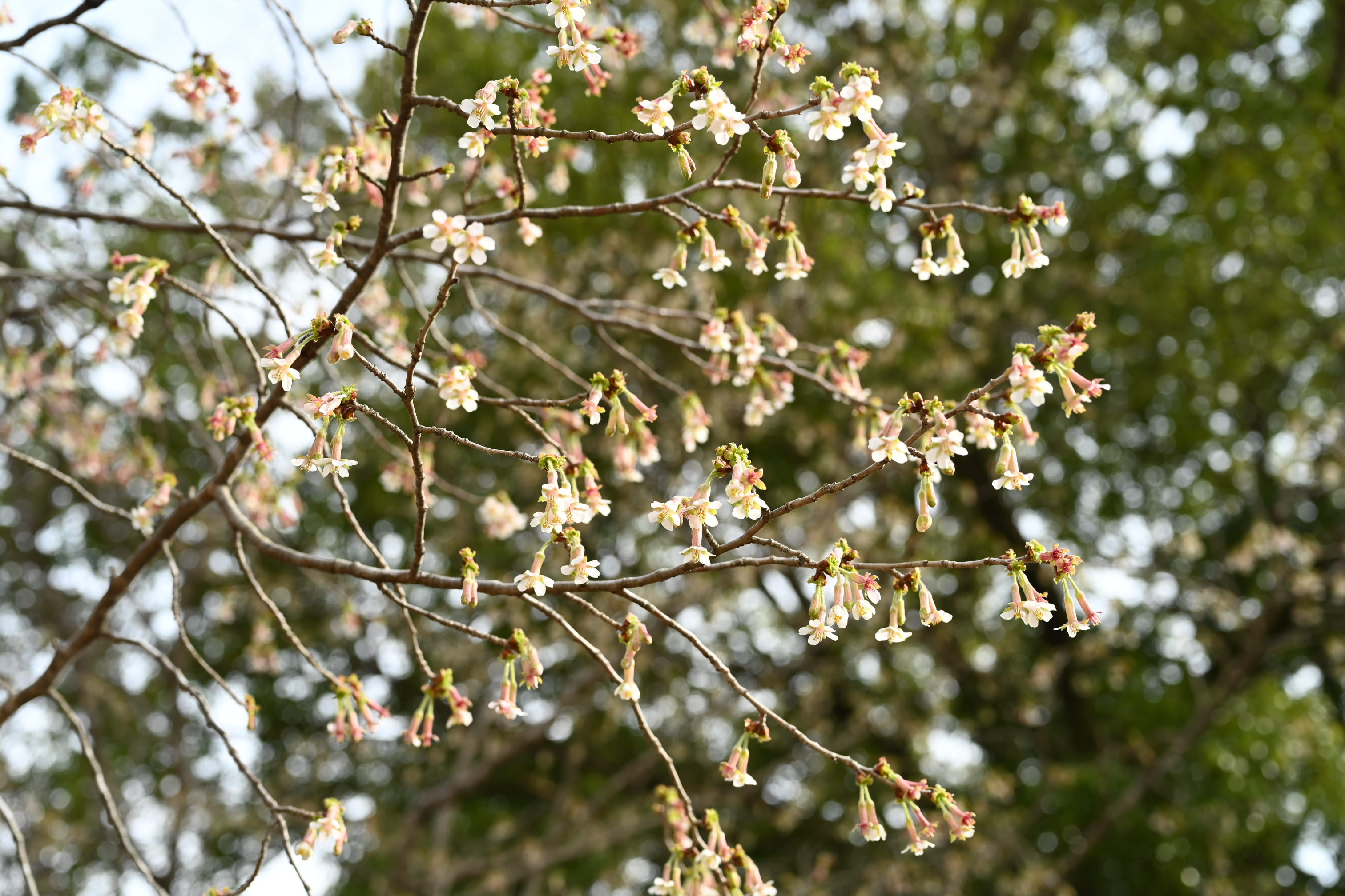 チョウジザクラ（丁字桜） - 庭木図鑑 植木ペディア