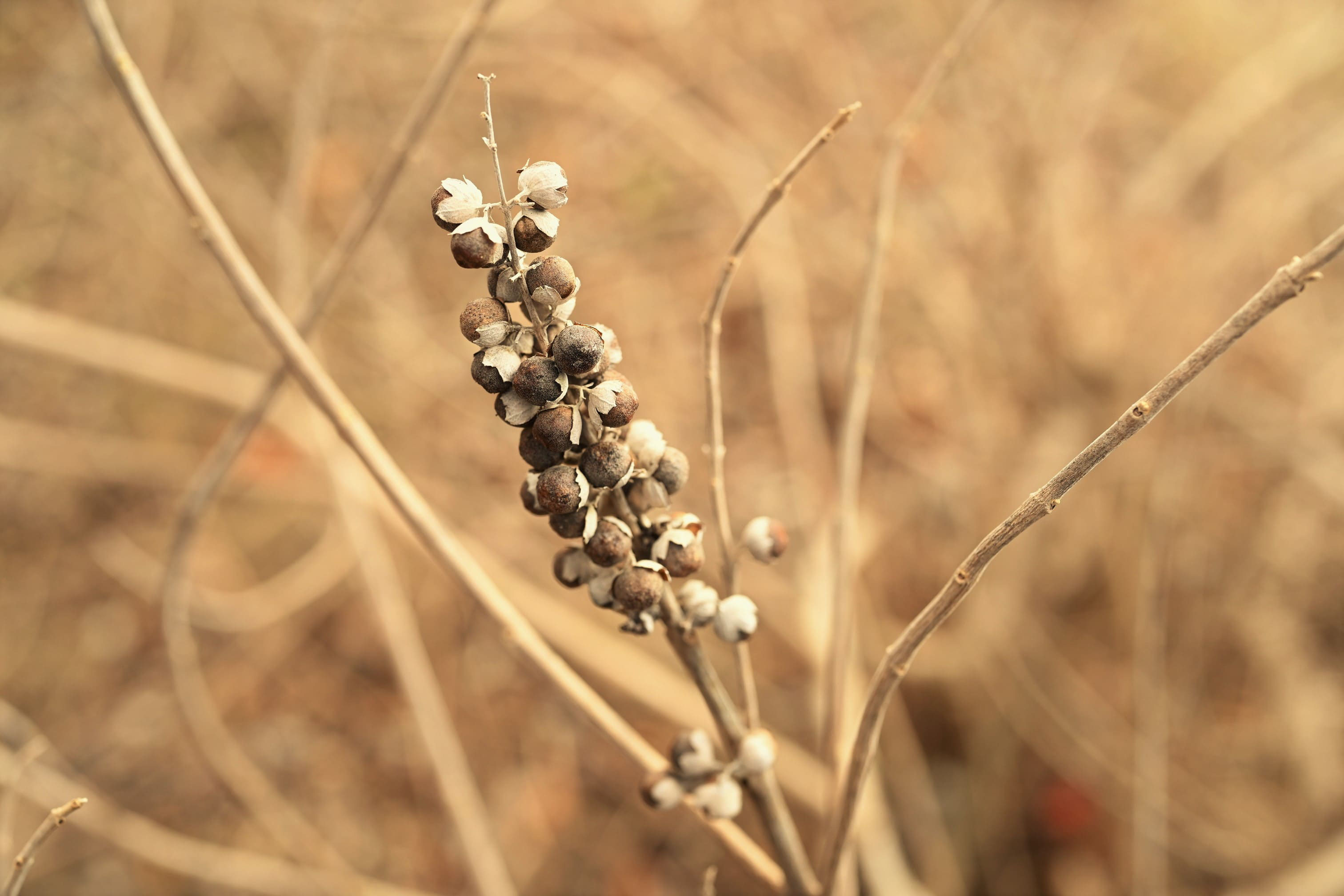 ハマゴウ 浜香 庭木図鑑 植木ペディア