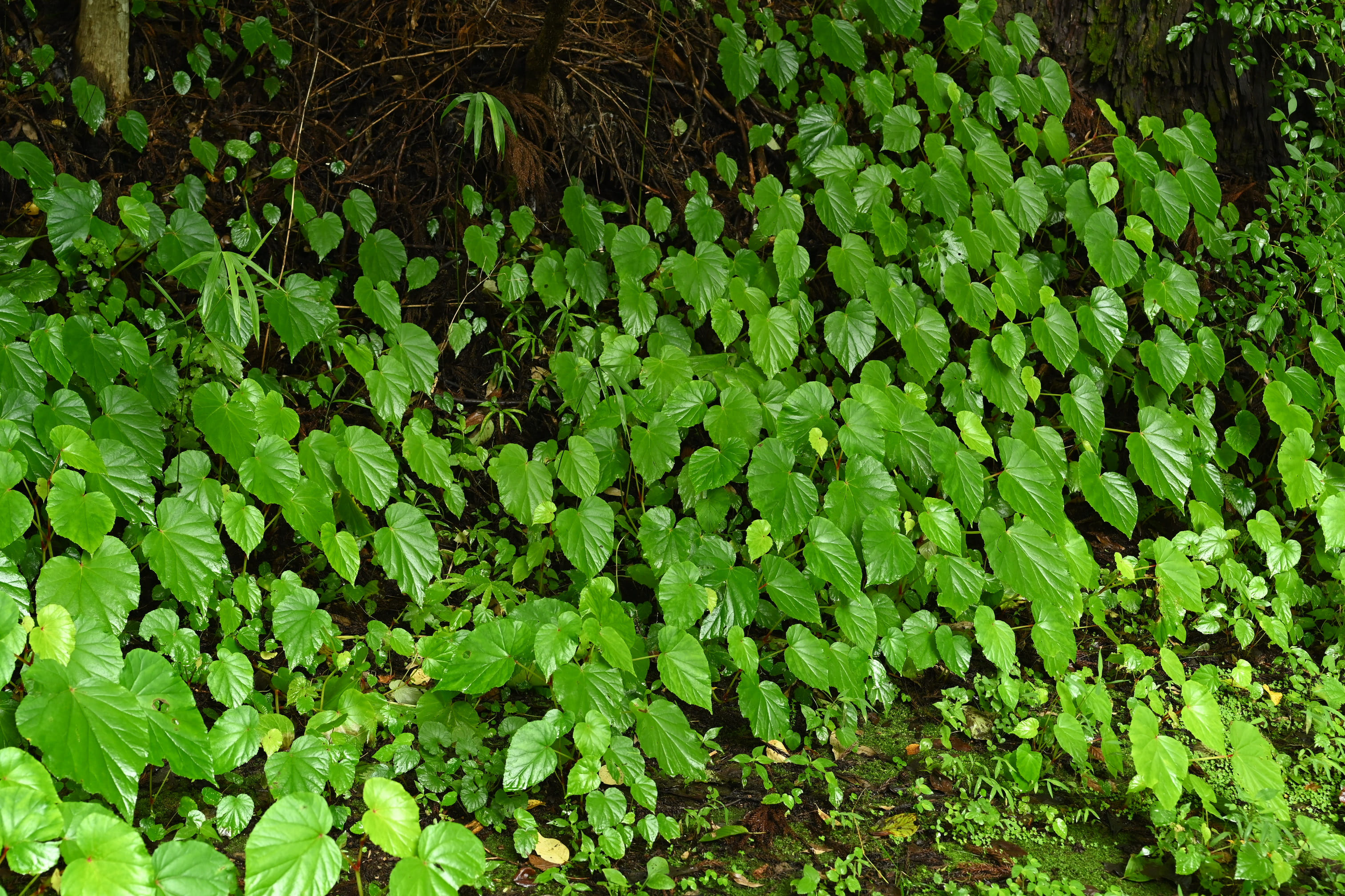 シュウカイドウ しゅうかいどう 秋海棠 庭木図鑑 植木ペディア シュウカイドウ しゅうかいどう 秋海棠 庭木図鑑 植木ペディア