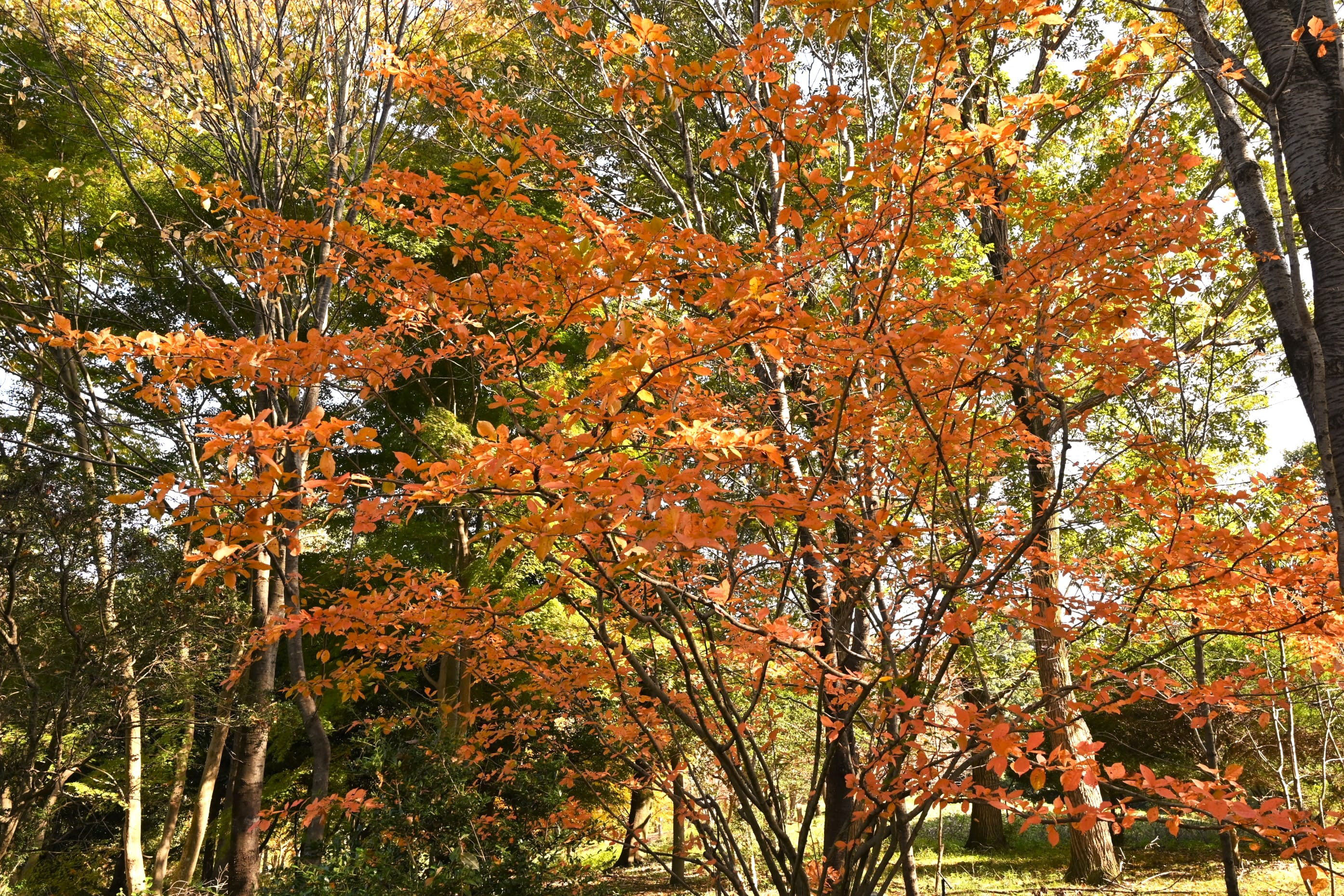 カマツカ 鎌柄 庭木図鑑 植木ペディア カマツカ 鎌柄 庭木図鑑 植木ペディア