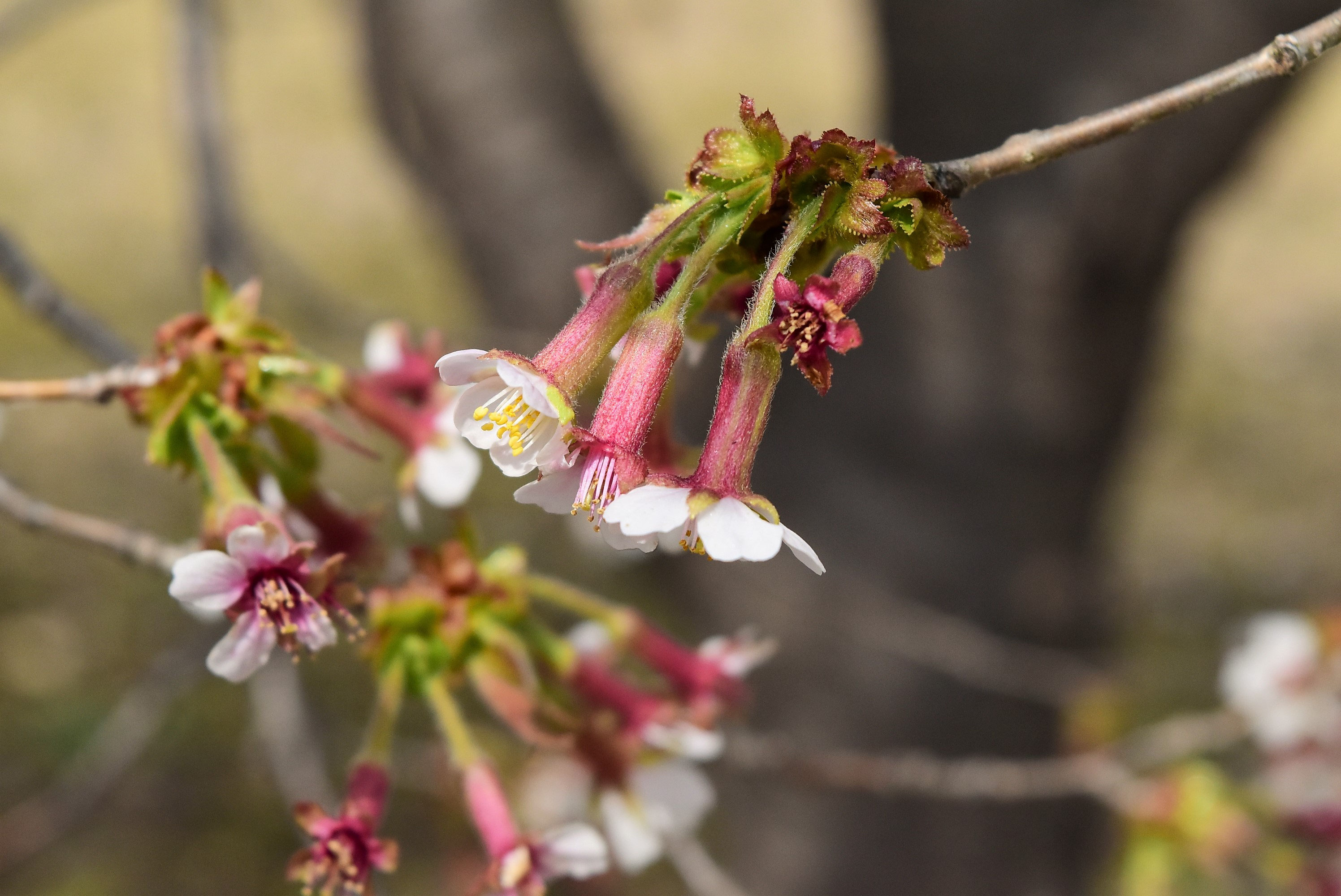 チョウジザクラ（丁字桜） - 庭木図鑑 植木ペディア