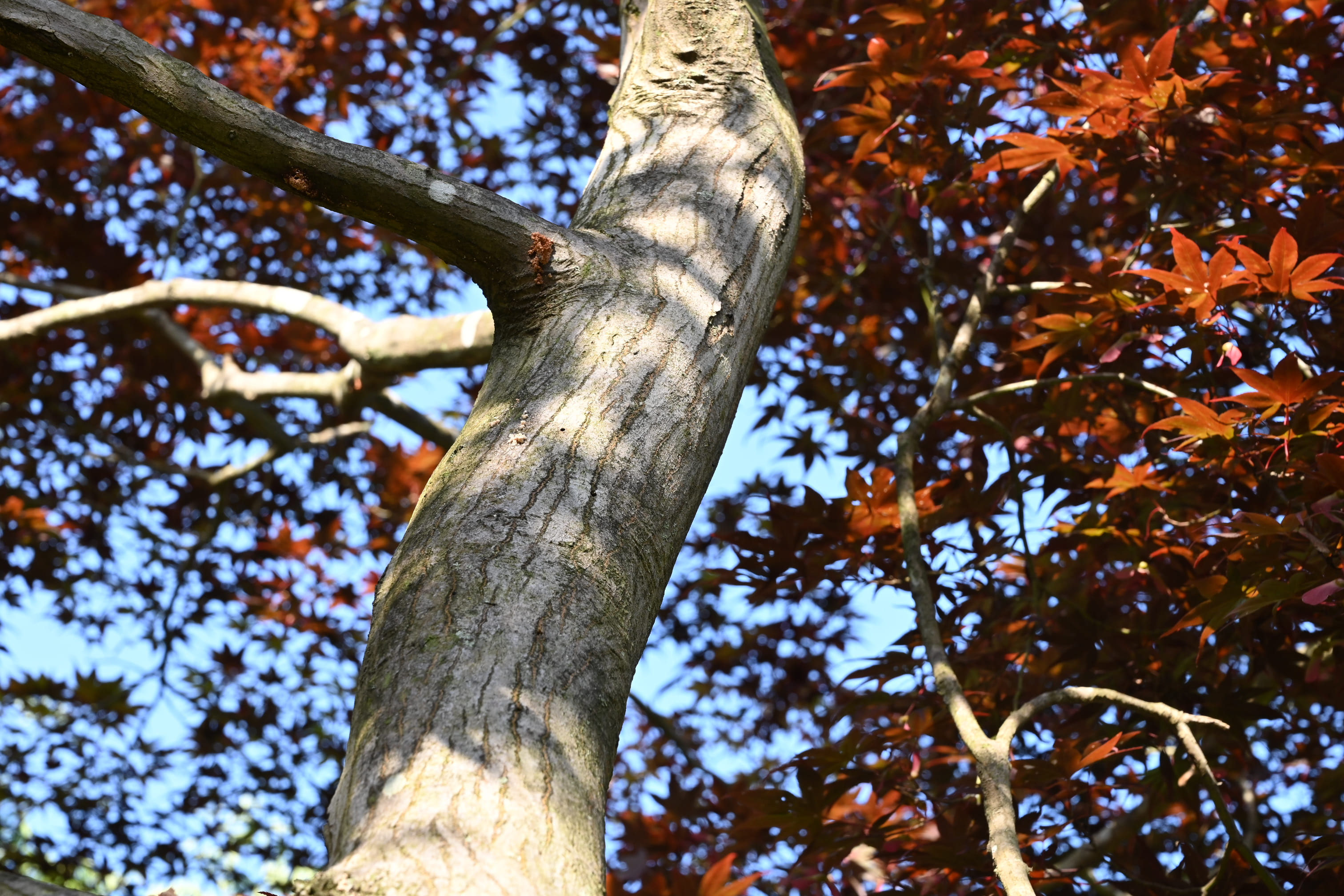オオモミジ 大紅葉 庭木図鑑 植木ペディア オオモミジ 大紅葉 庭木図鑑 植木ペディア