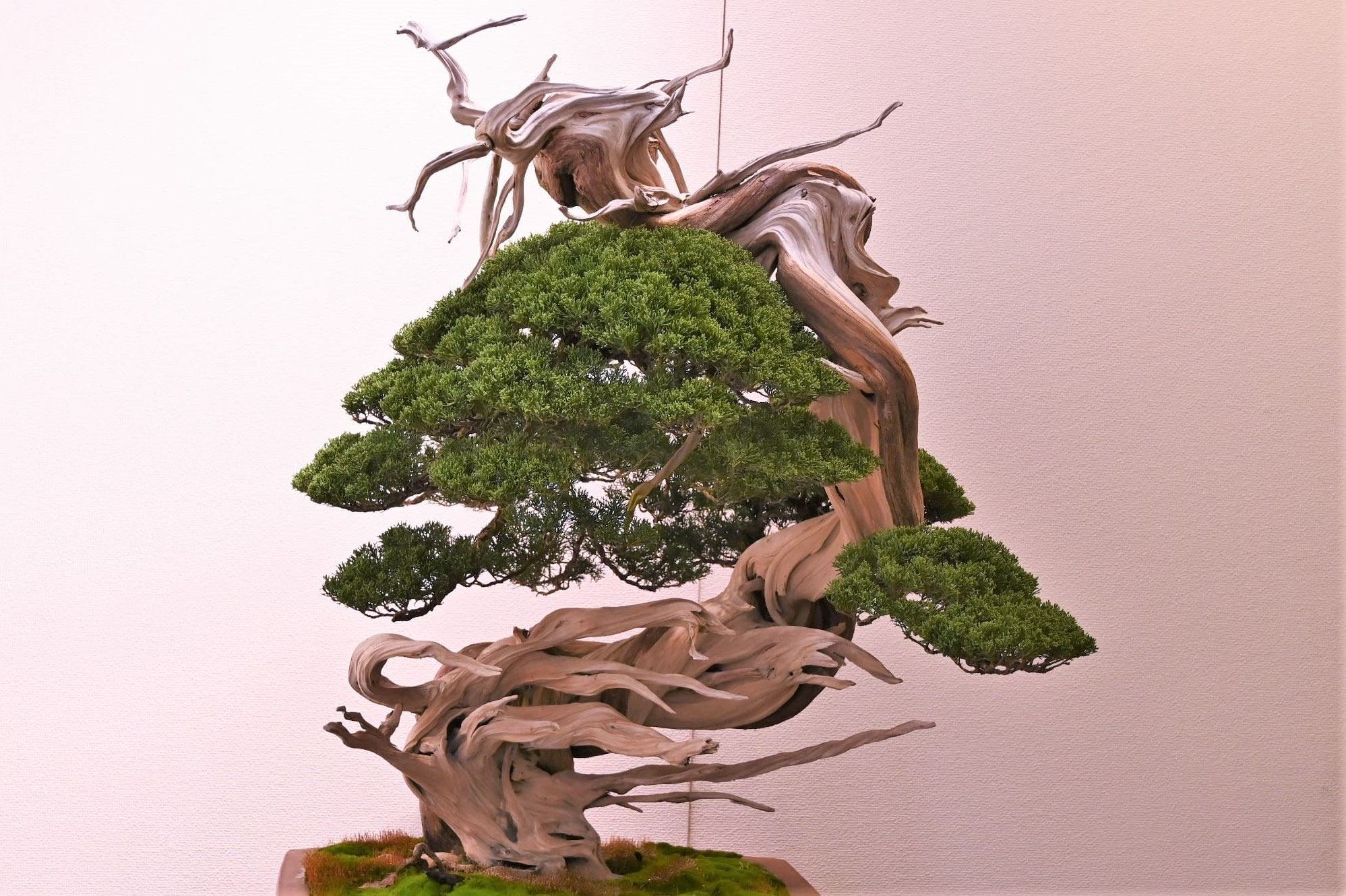 ハイビャクシン 盆栽