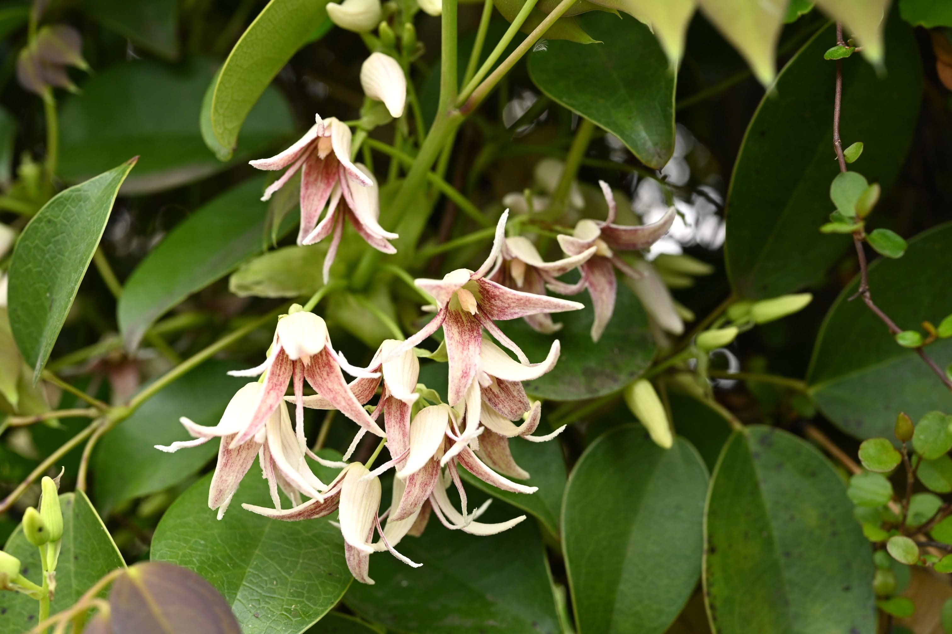 ムベ 庭木図鑑 植木ペディア
