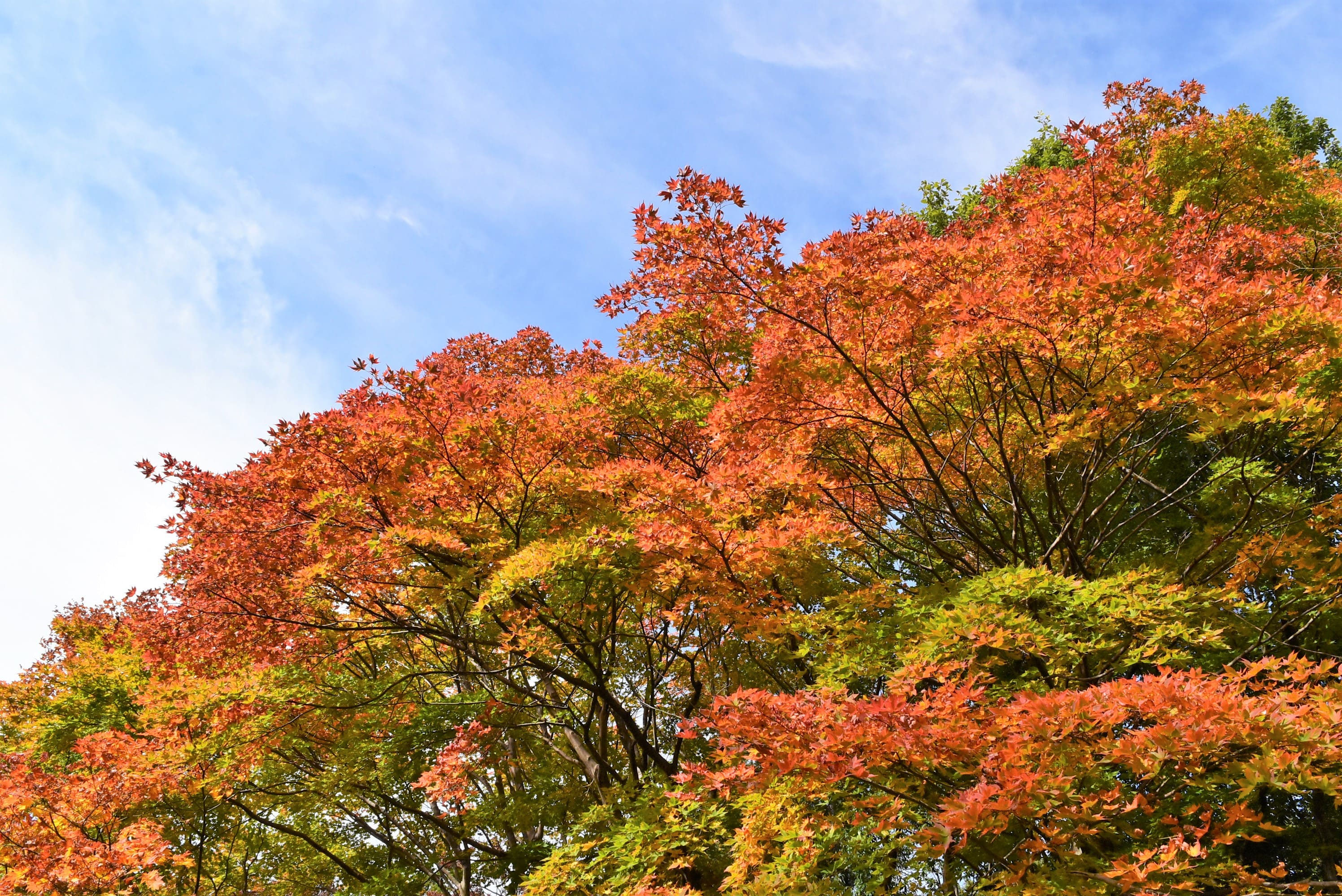 75 山採り　ヤマモミジ 75 山採り ヤマモミジ 75 山採り ヤマモミジ 山採り ヤマモミジ