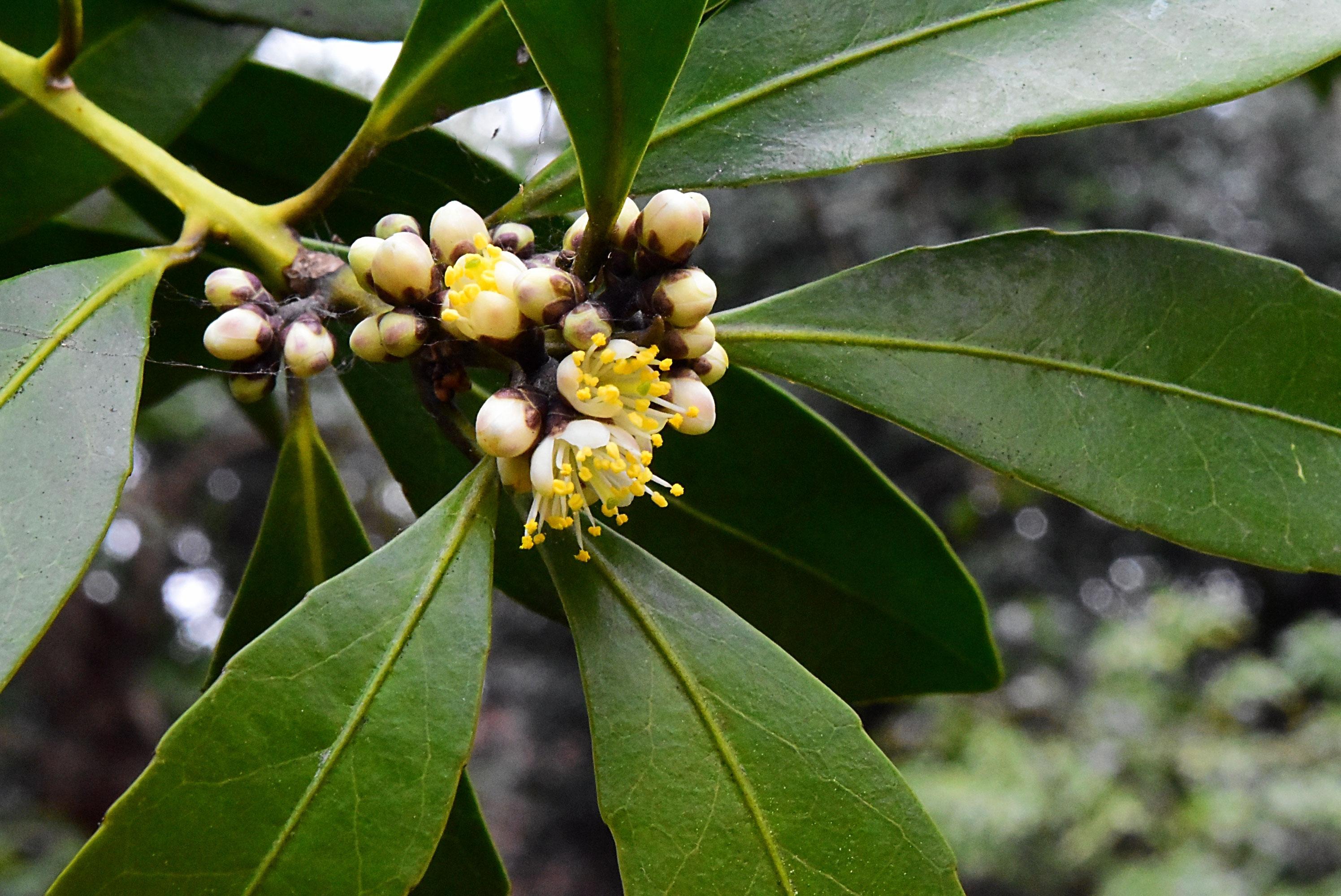 幹3本の貴重な黒木（クロキ）