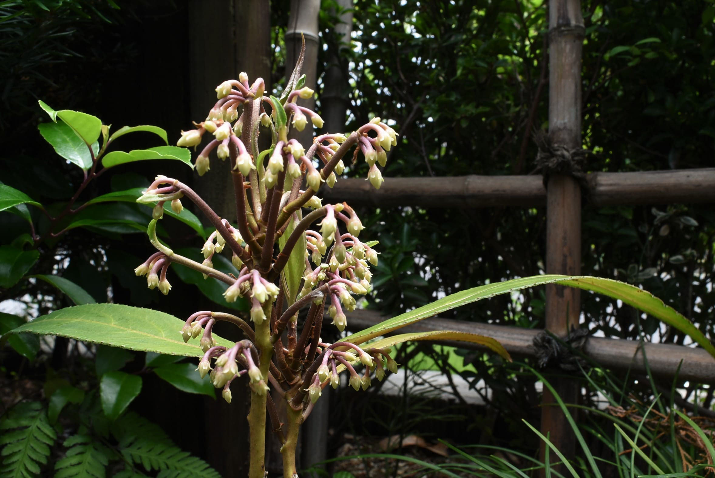 カラタチバナ 唐橘 庭木図鑑 植木ペディア
