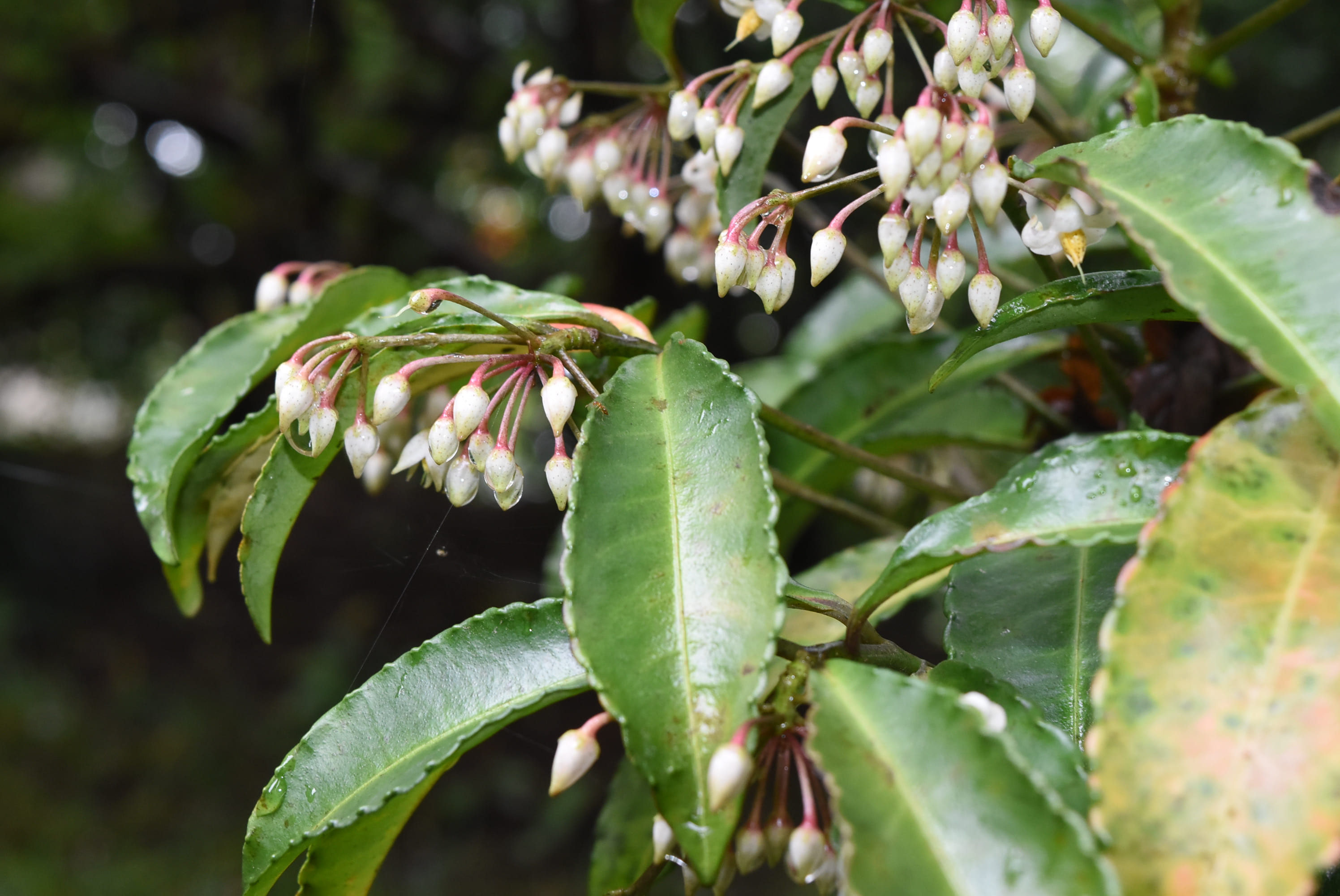 【縁起木/縁起物】大サイズ【野生の万両/マンリョウ】天然/里山自生/元気いっぱい 縁起木/縁起物】大サイズ【野生の万両/マンリョウ】天然/里山自生/元気