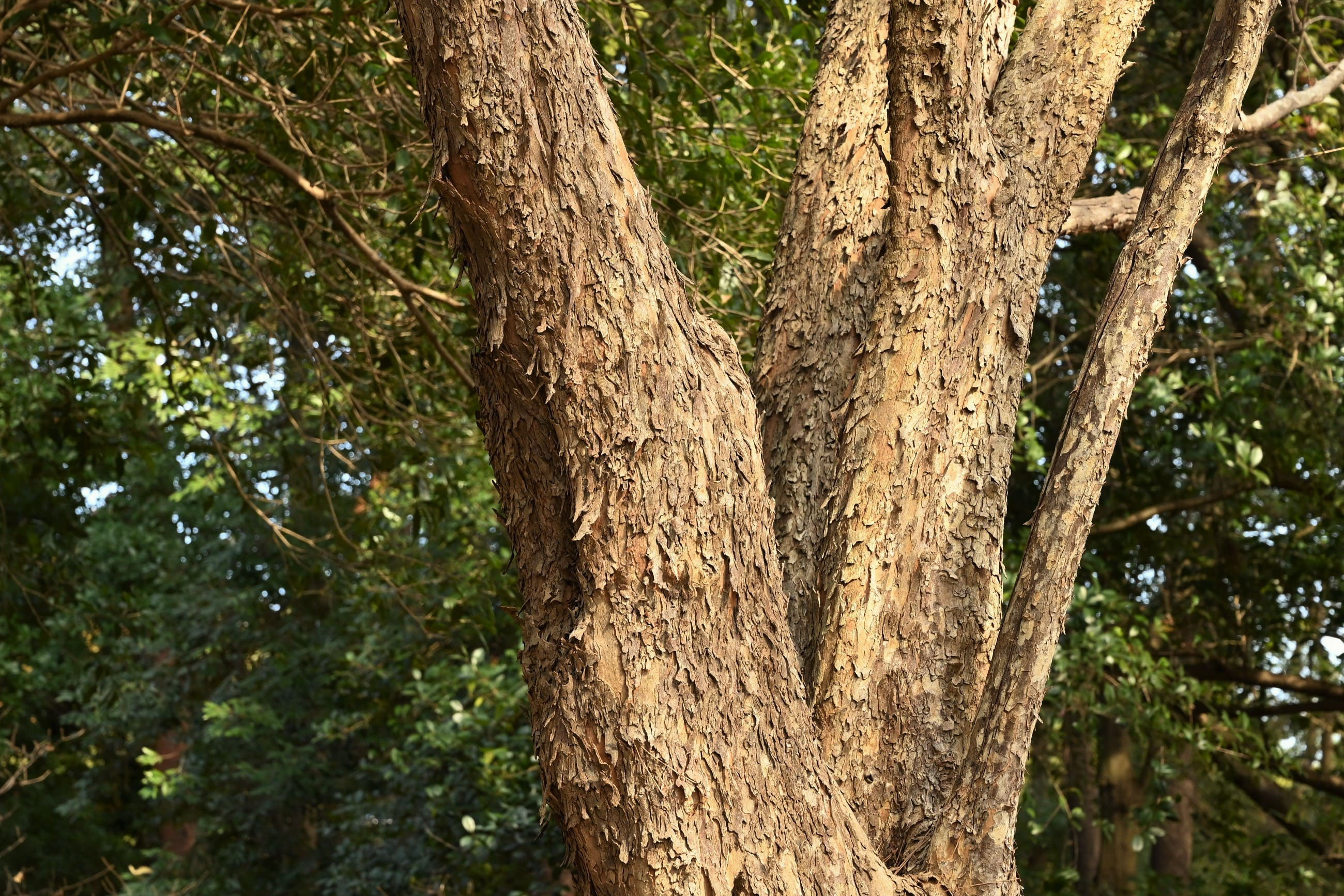 サンシュユ 庭木図鑑 植木ペディア サンシュユ 庭木図鑑 植木ペディア
